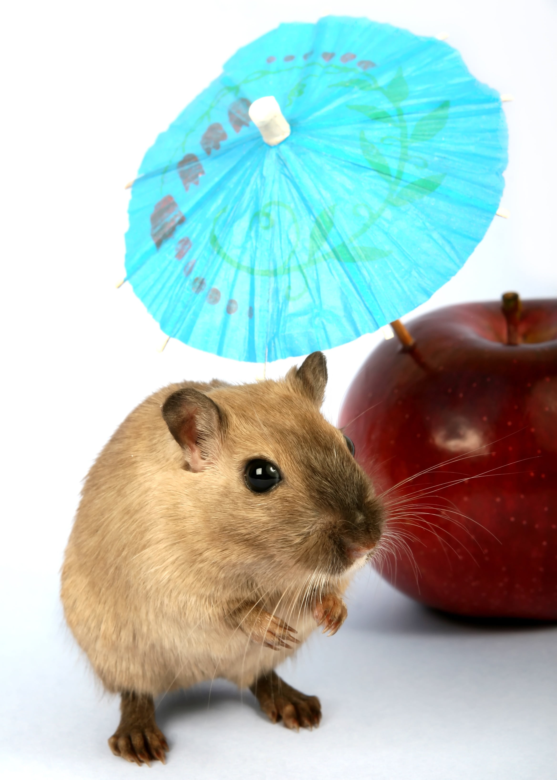 vermin, cute, young, close-up, hamster, animal wildlife, mouse, gerbil, sun, vacation, macro, umbrella, whisker, pest, indoors, portrait, brown, small, Phone HD Wallpaper