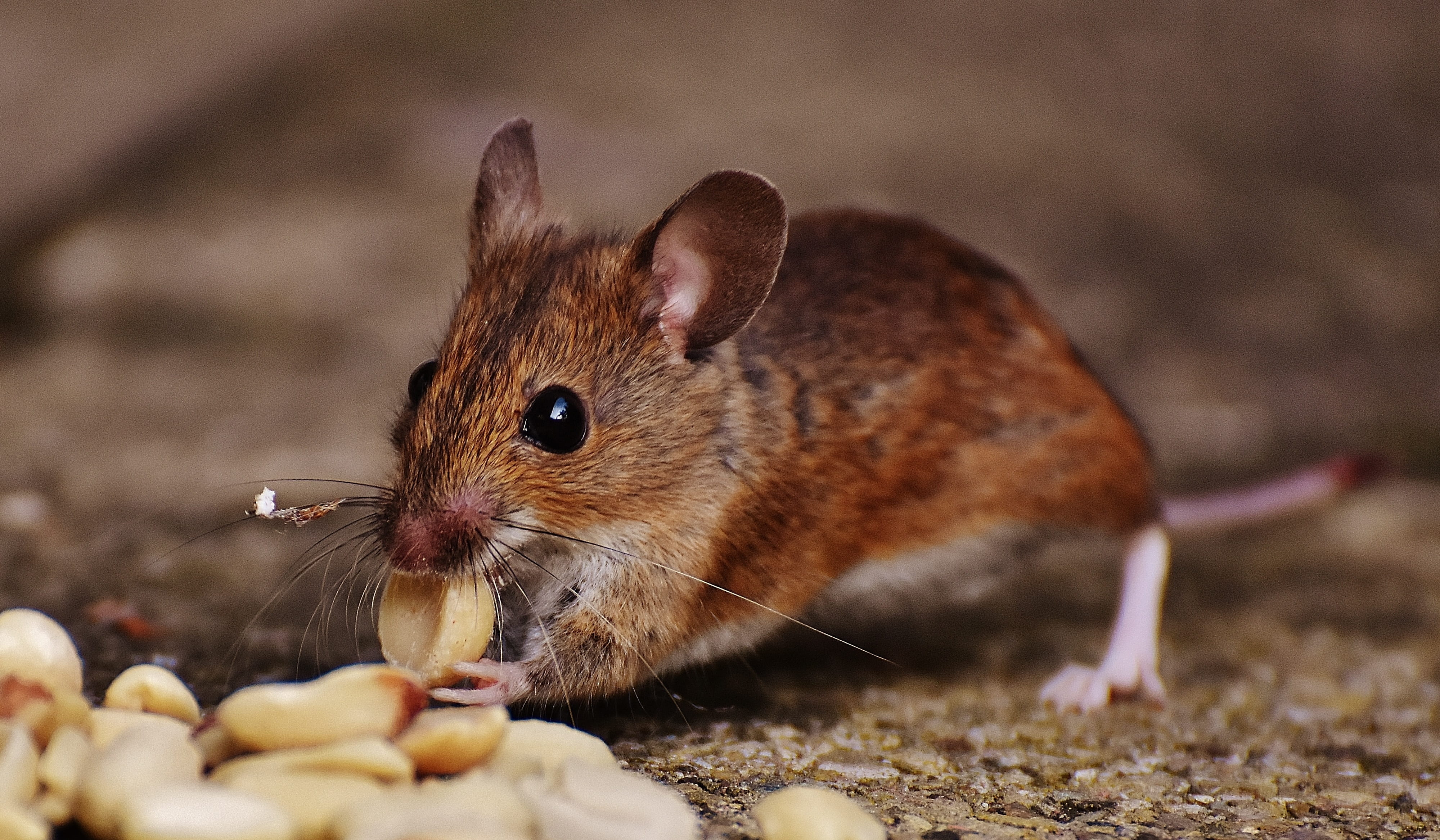 hair, animal, one animal, domestic, mammal, nuts, mouse, mice, food and drink, rat, animal themes, no people, 4K, nature, nut, little, close-up, animal wildlife, HD Wallpaper