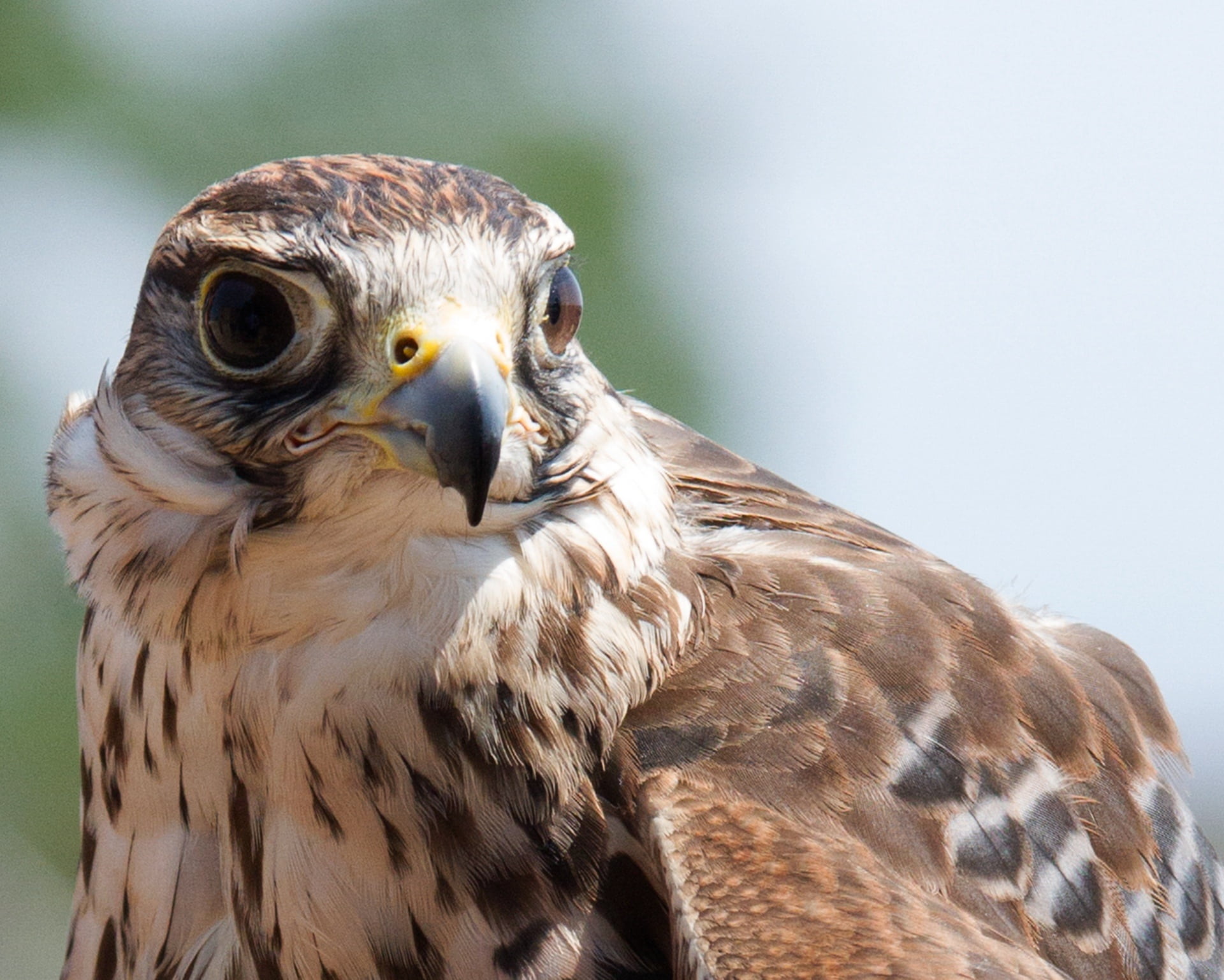 animal wildlife, bird, predator, looking away, animal themes, day, animal, laying, falco, animals Hunting, beak, wildlife, falcon - bird, feathers, raptor, HD Wallpaper