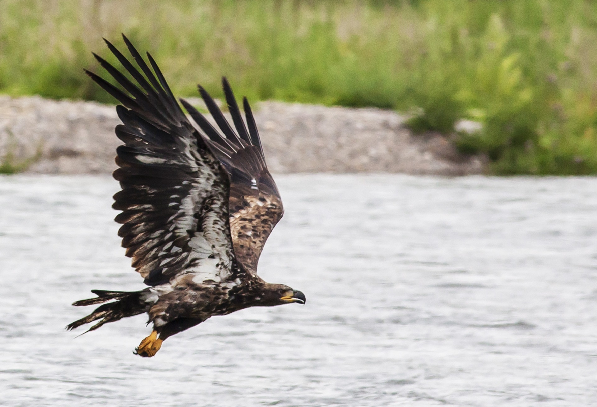water, spread wings, close-up, animals In The Wild, outdoors, hunter, feather, mid-air, carnivore, golden eagle, day, no people, predator, daytime, motion, HD Wallpaper