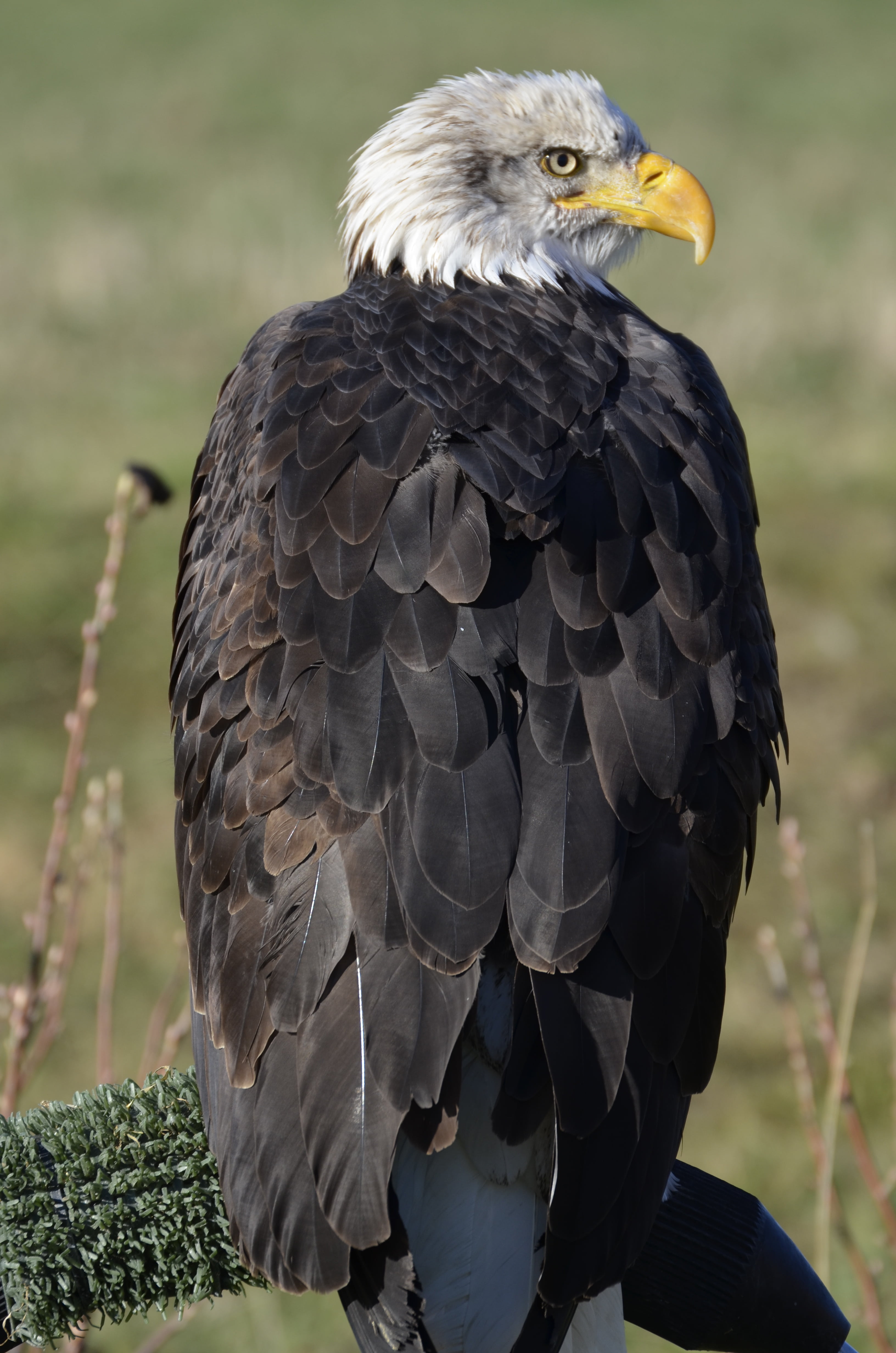 fly, nature, bald Eagle, no people, outdoors, vertebrate, white tailed eagle, animal themes, day, animal portrait, animal wildlife, eagle - Bird, falkner, Phone HD Wallpaper