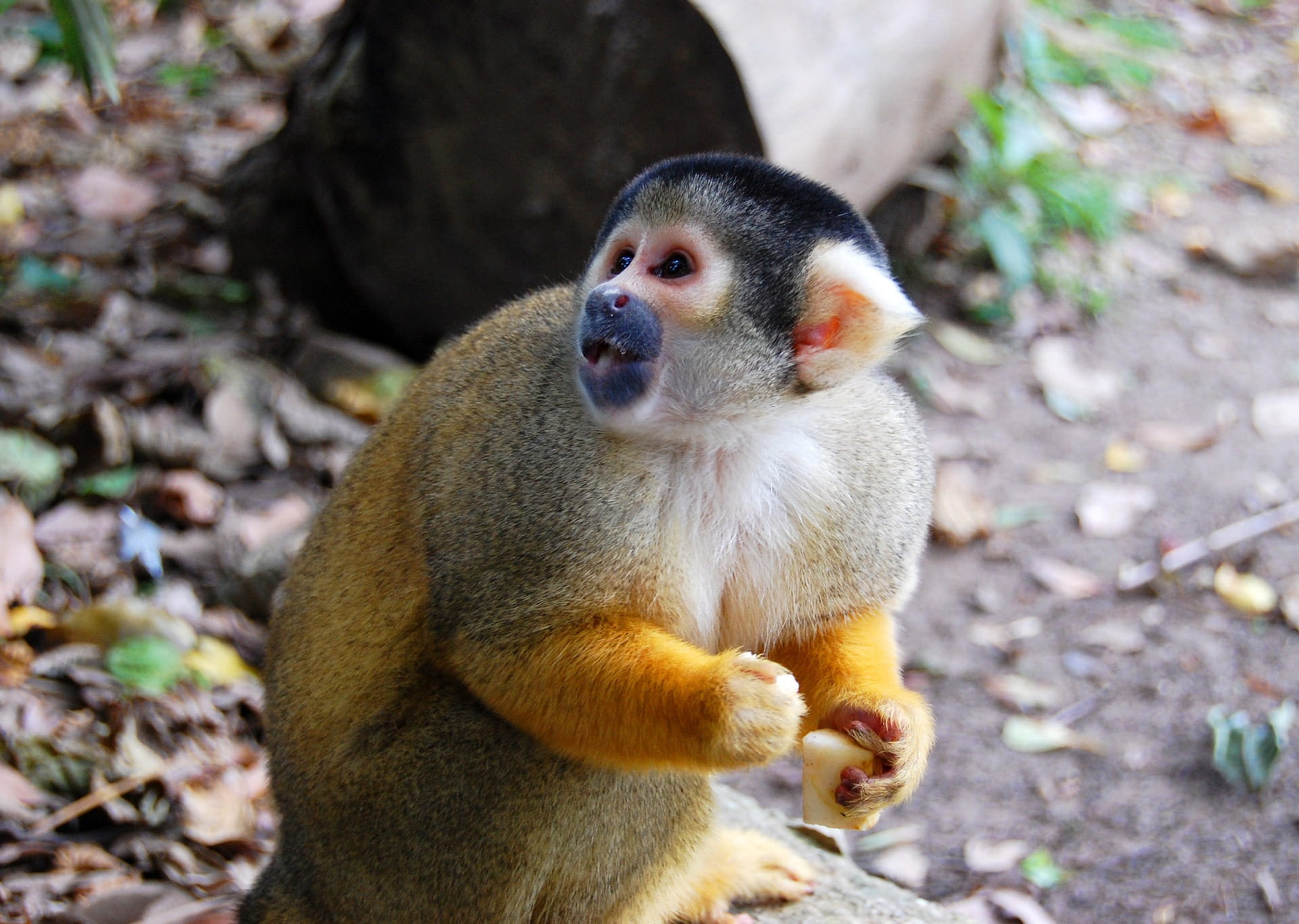 focus on foreground, brown, one animal, no people, look, mammal, animal themes, day, land, primate, looking, fur, looking away, zoo, bait, food, nature, HD Wallpaper