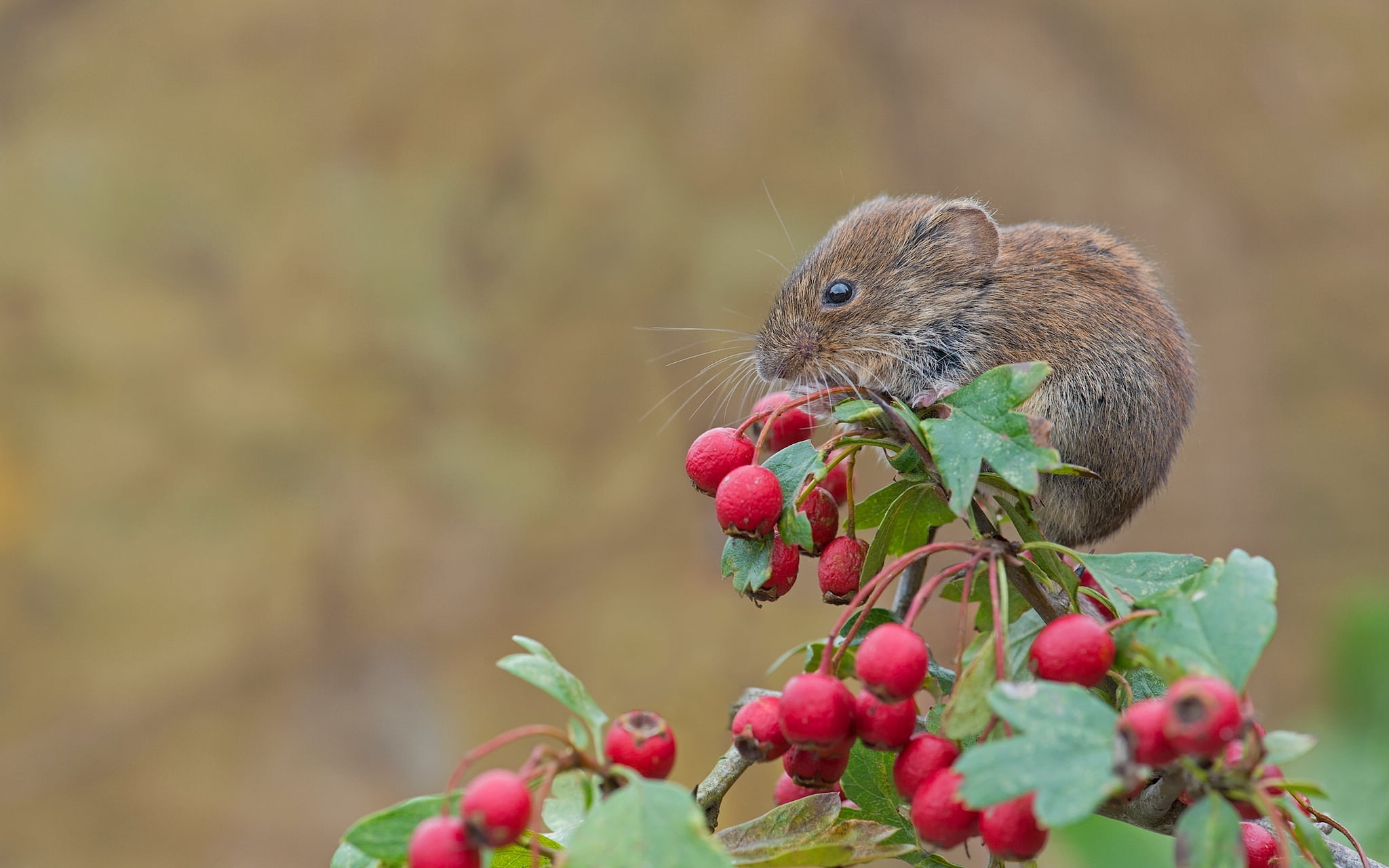 outdoors, eating, healthy eating, animal, fruit, no people, vertebrate, pets, red, mammal, rodent, animal wildlife, squirrel, 1080P, day, berry fruit, HD Wallpaper