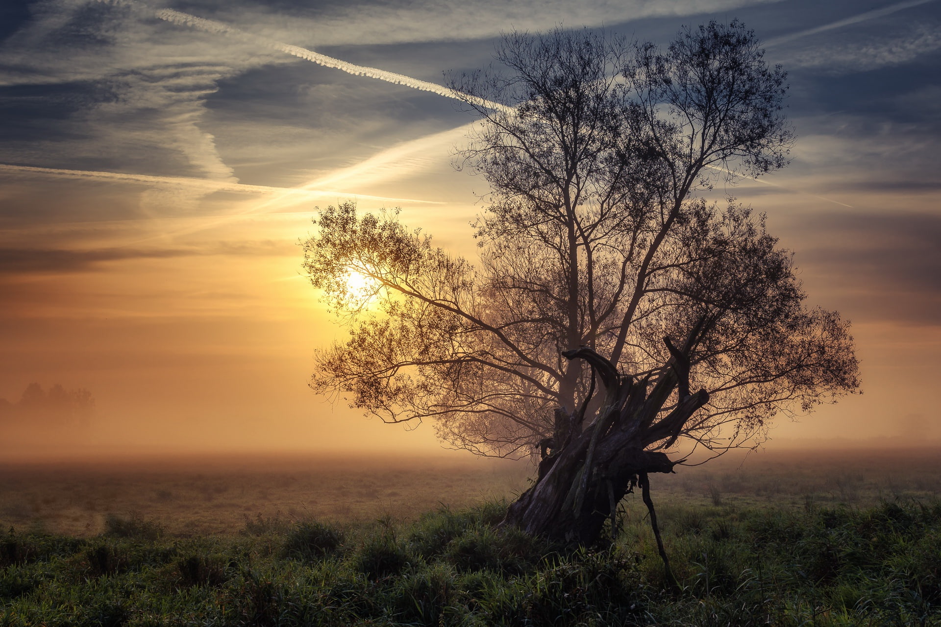 landscape, sunlight, tree, isolated, chemtrails, no people, nature, 1080P, orange color, cloud - sky, idyllic, sky, field, non-urban scene, land, scenics - nature, HD Wallpaper