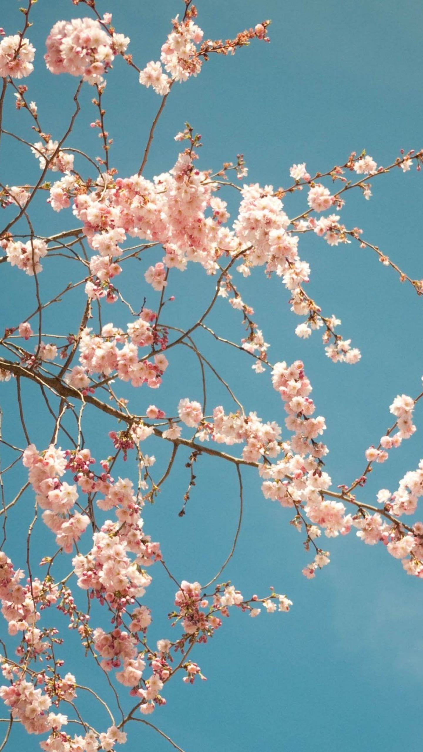 flowers, 2K, nature, phone, Phone HD Wallpaper