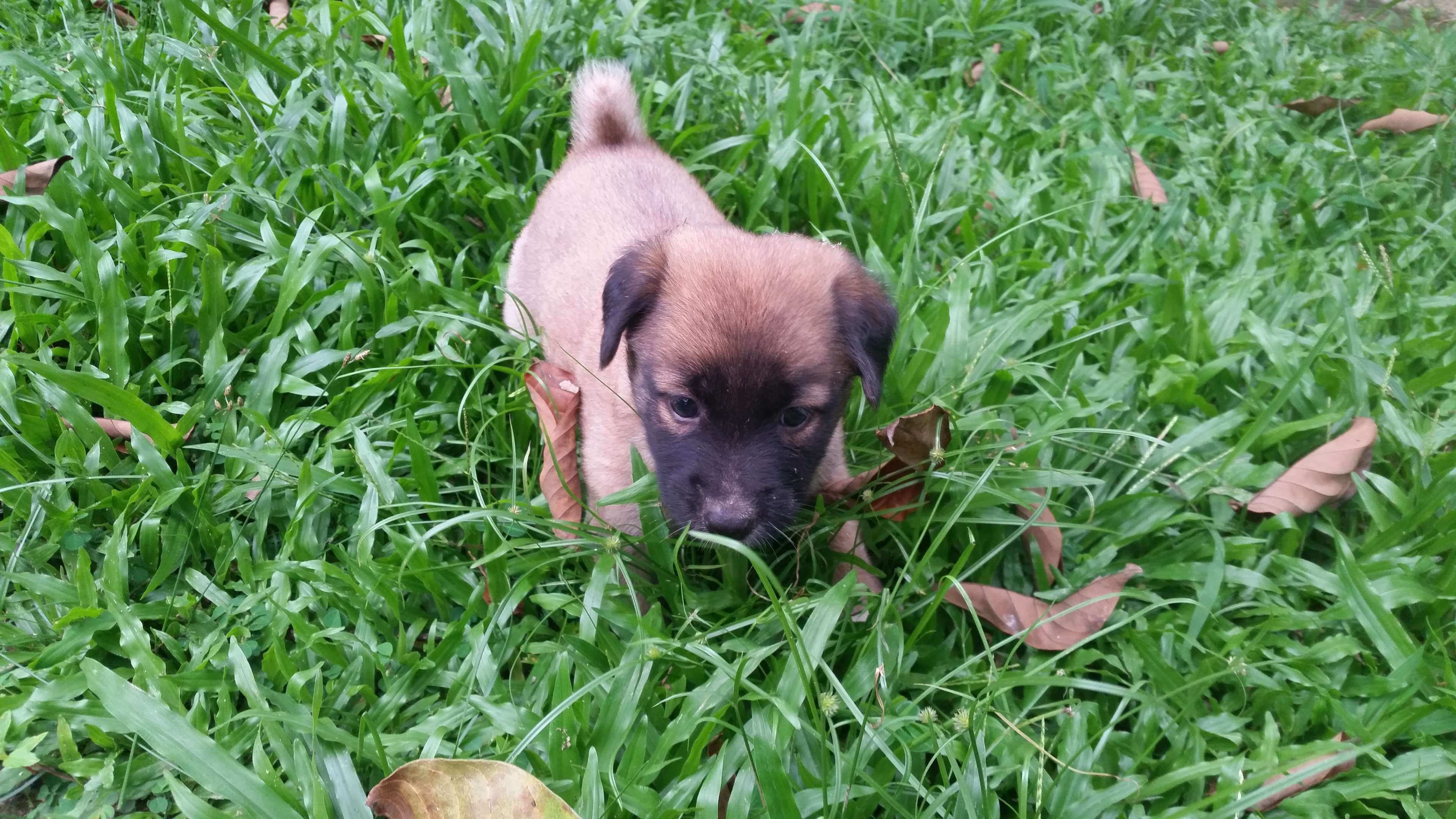 puppy in sri lanka, field, green color, nature, vertebrate, plant, pets, young animal, day, animal, 4K, dogs, canine, one animal, dog, mammal, growth, HD Wallpaper