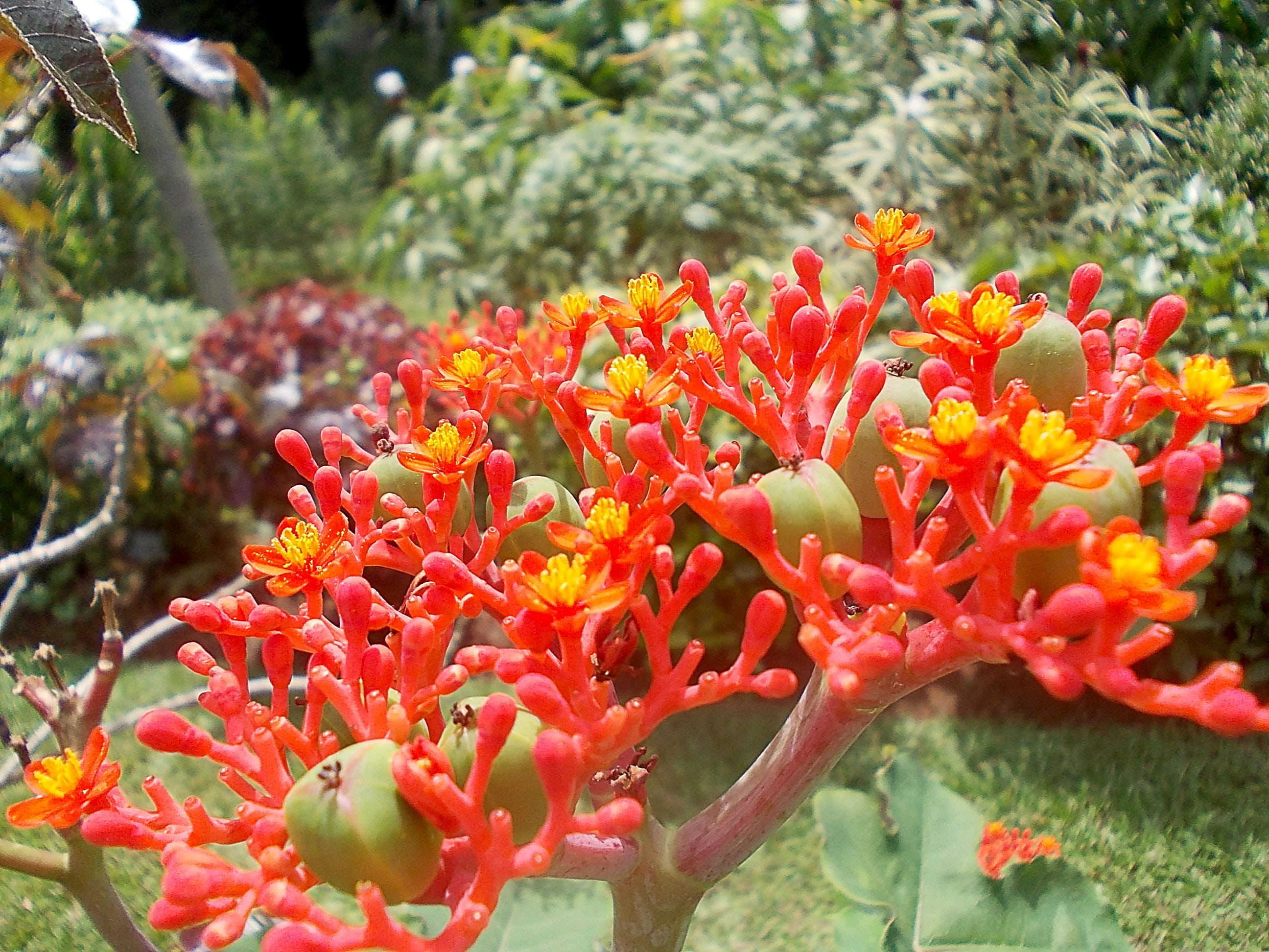 fragility, close-up, focus on foreground, flower head, inflorescence, petal, freshness, flower, 2K, growth, outdoors, garden, botany, day, jatropha, orange color, HD Wallpaper