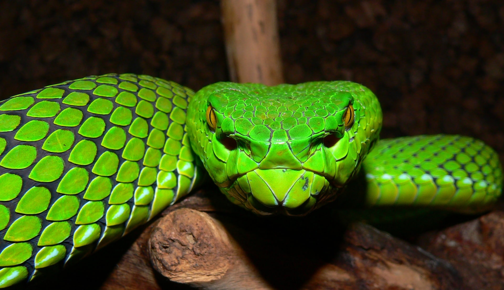 Sri Lankan Pit Viper, Viper, Reptiles, Animal, 1080P, HD Wallpaper