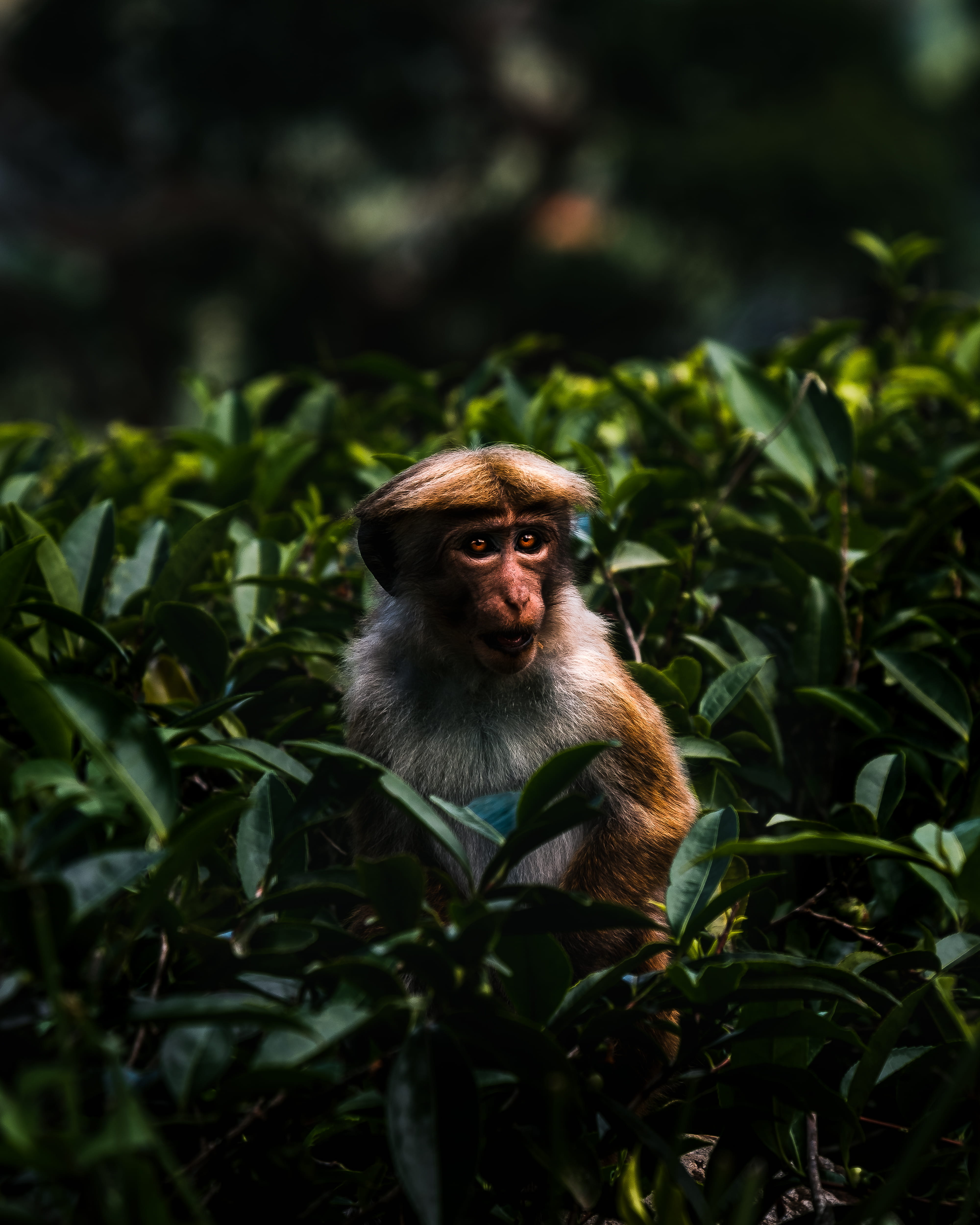 one animal, clump of hair, green color, outdoors, sitting, ape, plant part, highland, monkey, lankan, fur, ear, no people, leaf, day, tea plantation, trendy haircut, Phone HD Wallpaper