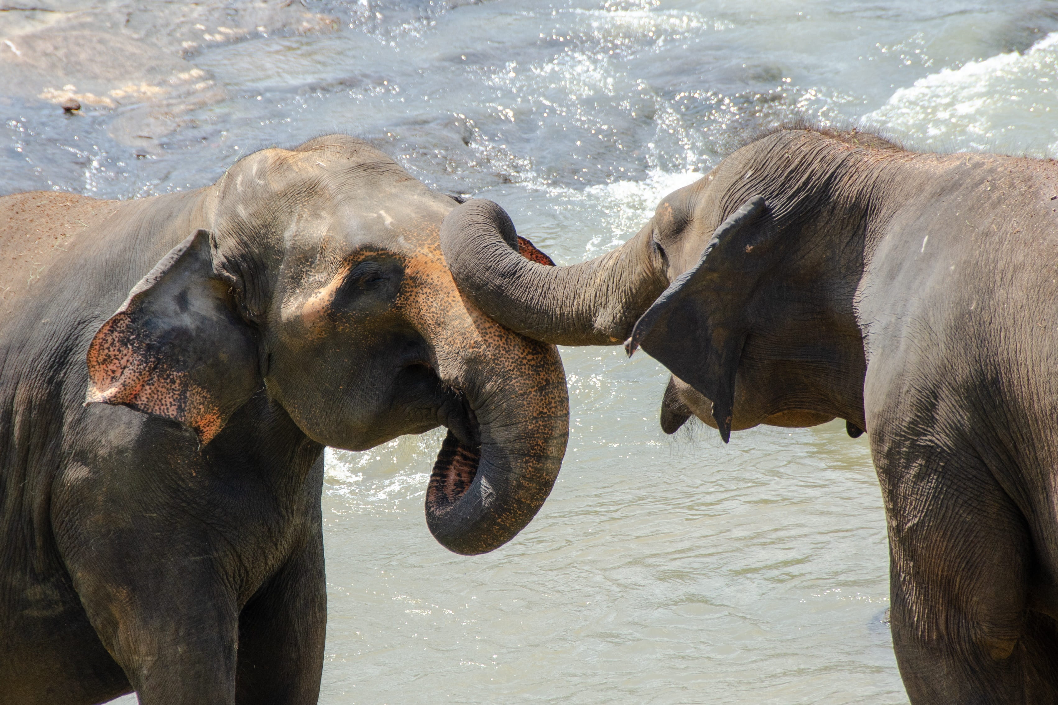 wildlife, trunk, elephant, day, animal themes, animal family, no people, group of animals, domestic animals, vertebrate, water, animal wildlife, nature, HD Wallpaper