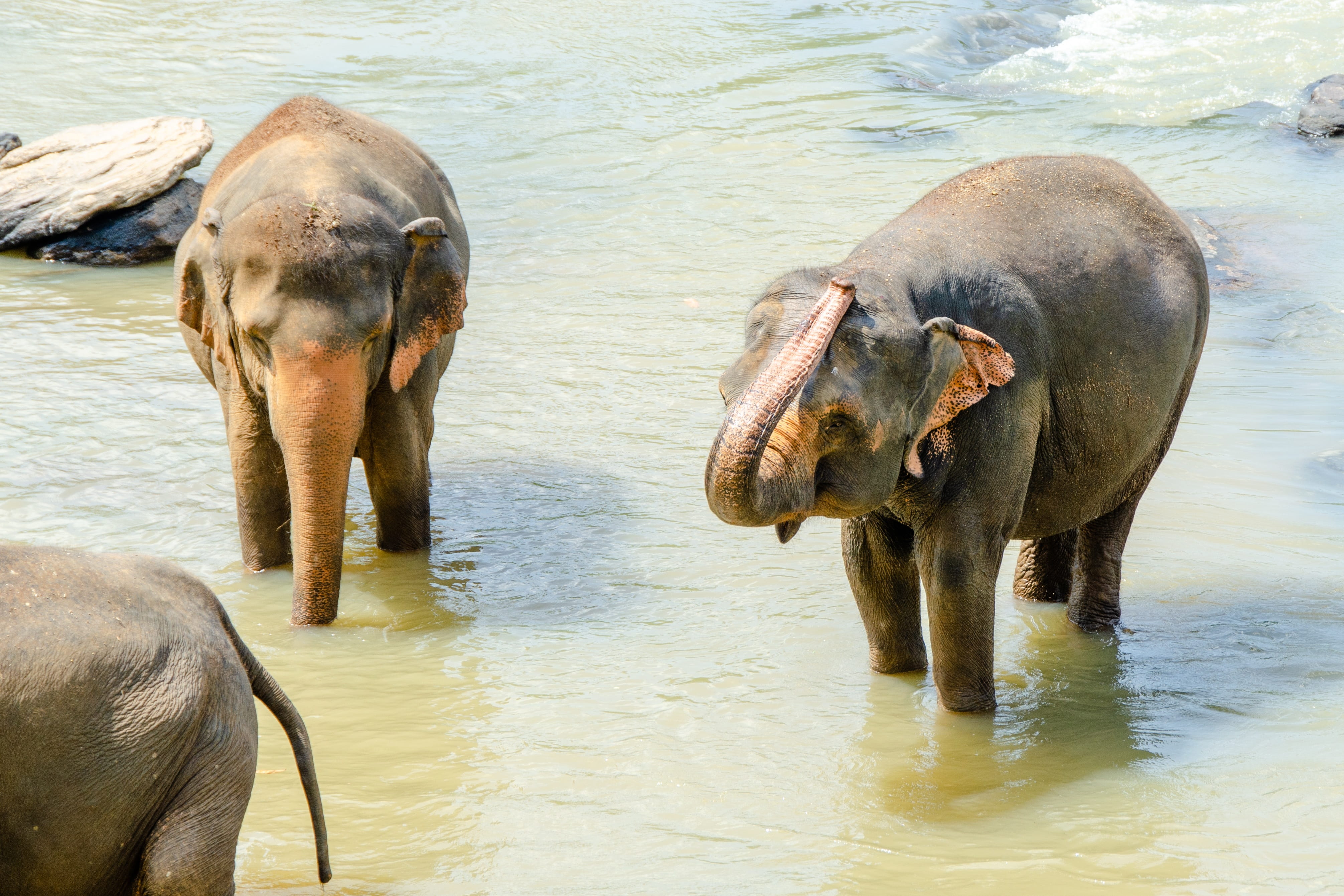 group of animals, no people, endangered, wildlife, herbivorous, 4K, animal themes, animal wildlife, elephant, animal body part, animal family, trunk, vertebrate, HD Wallpaper