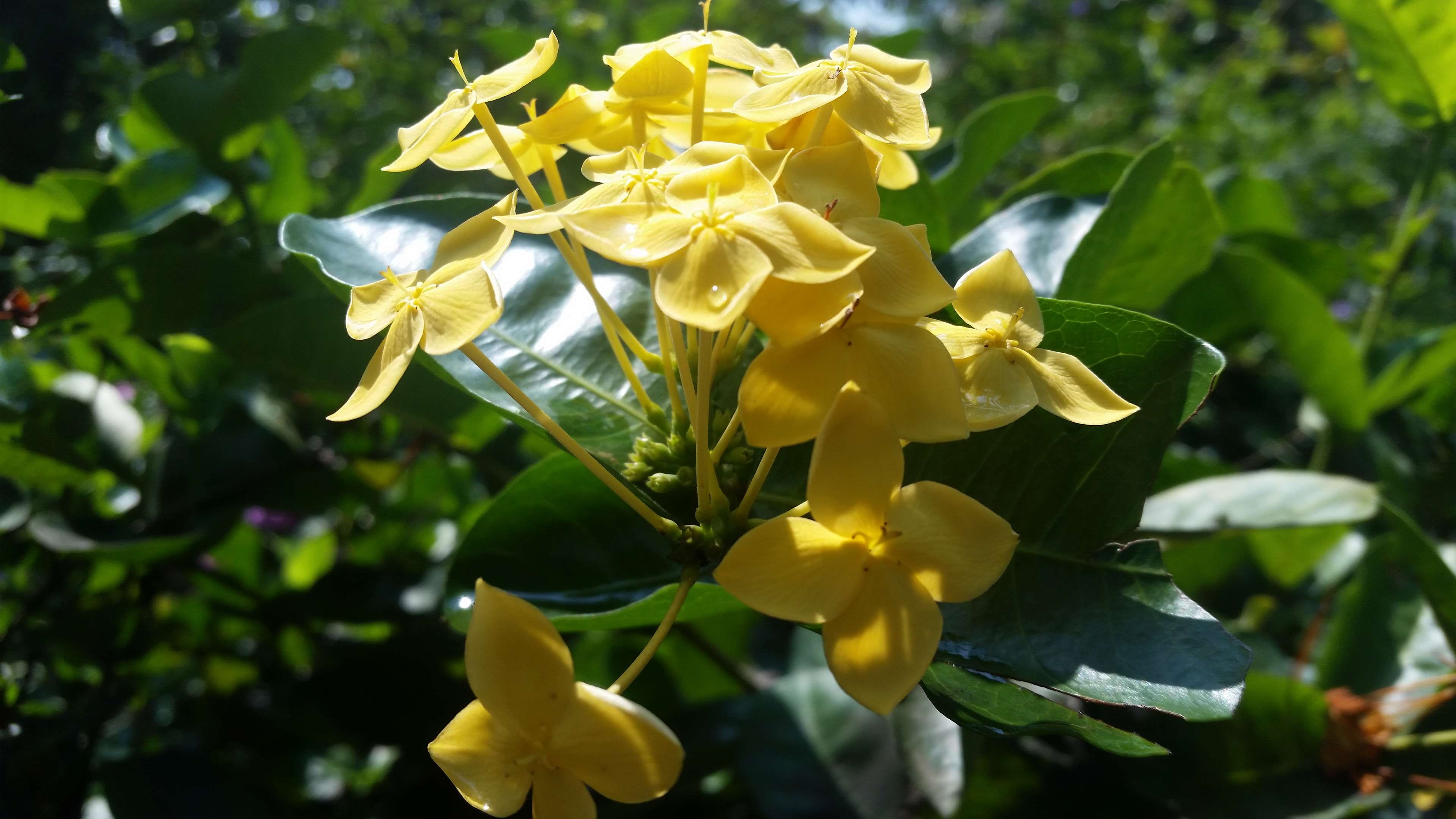 growth, outdoors, close-up, flower, focus on foreground, rajith, plant, no people, photos, flower head, day, sri lankan photos, flowers in sri lanka, fragility, HD Wallpaper