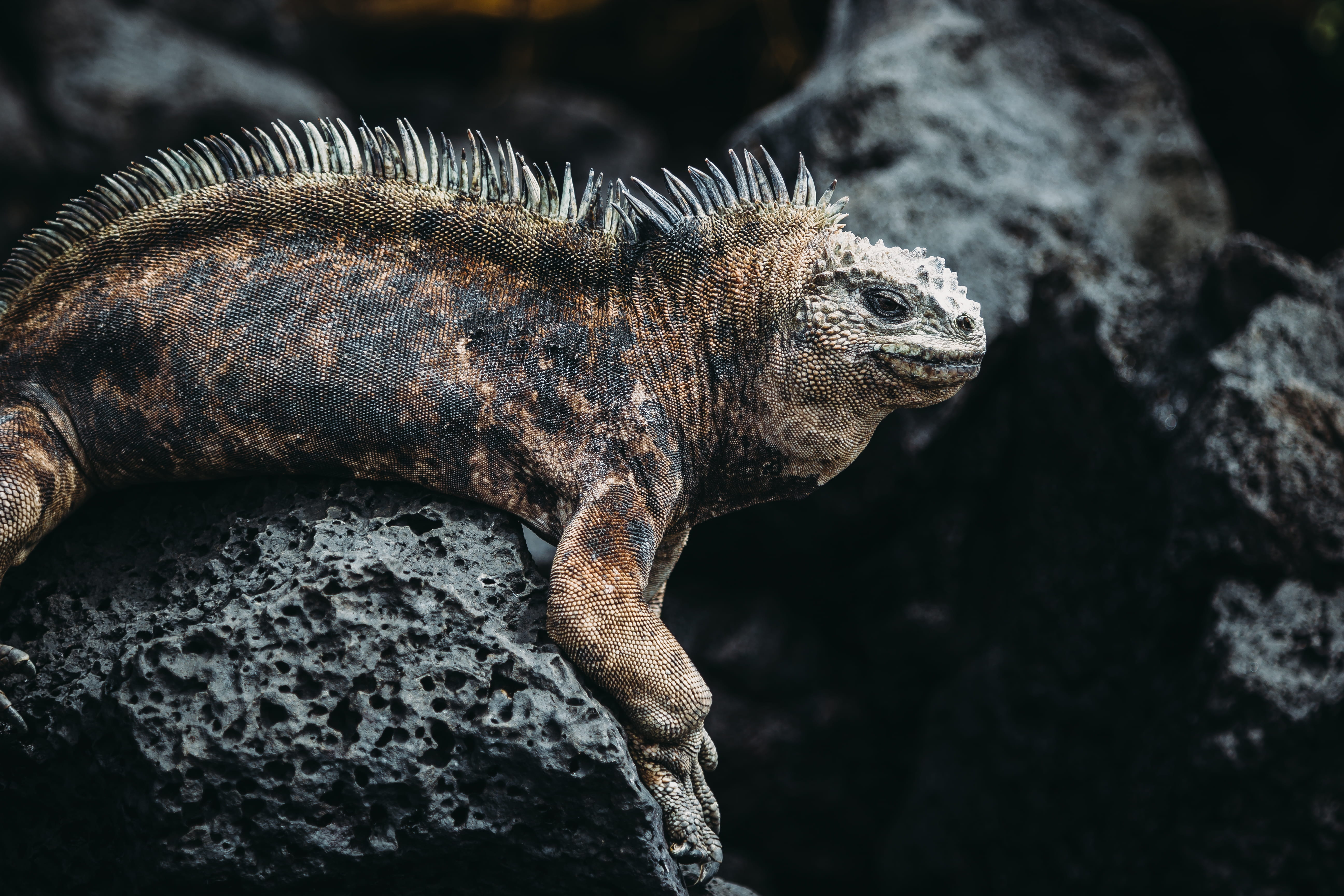 animal body part, focus on foreground, animal wildlife, rock - object, nature, solid, close-up, dinosaur, animal scale, single, ecuador, green, one animal, HD Wallpaper