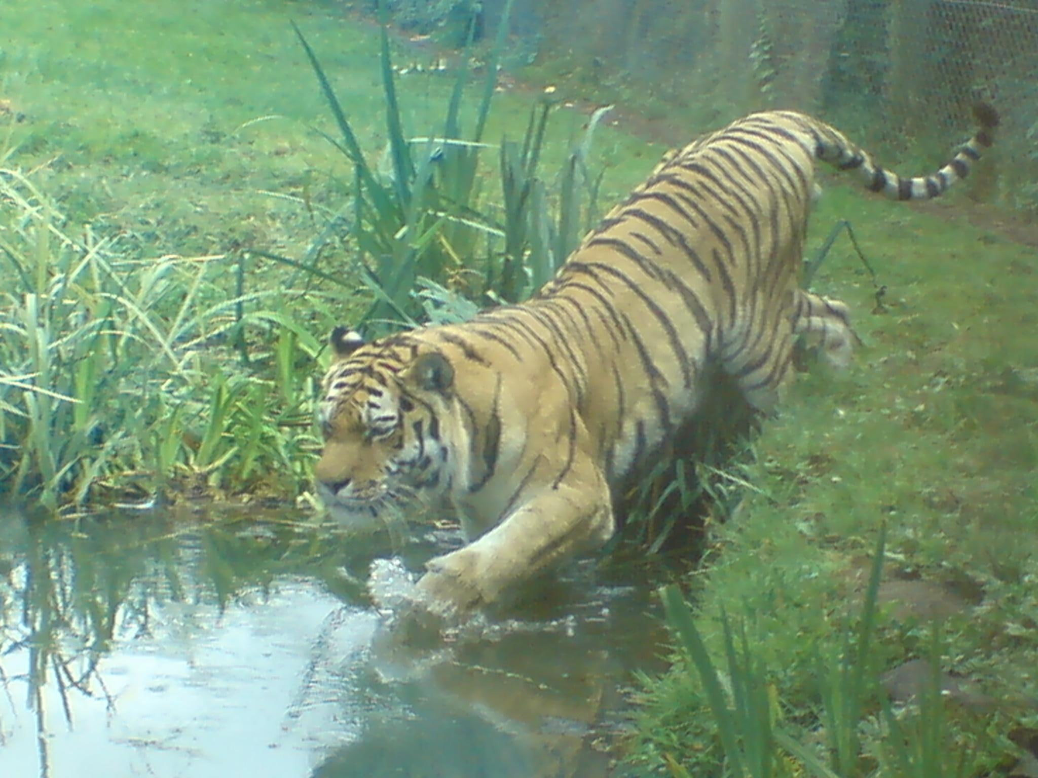 tiger in water, water, animals, 1080P, tiger, animal, entering, HD Wallpaper