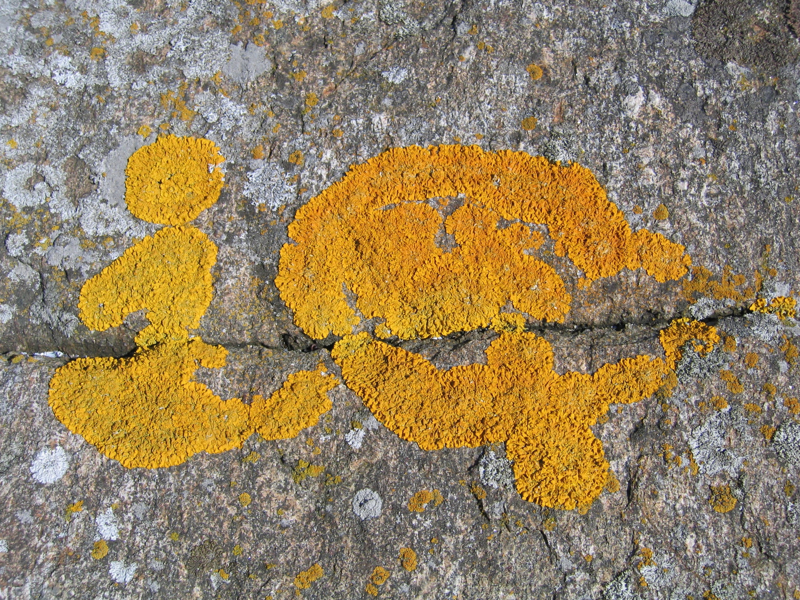 communication, number, sign, 2K, high angle view, no people, day, textured, plant, full frame, rough, backgrounds, outdoors, lichen, creativity, rock, HD Wallpaper