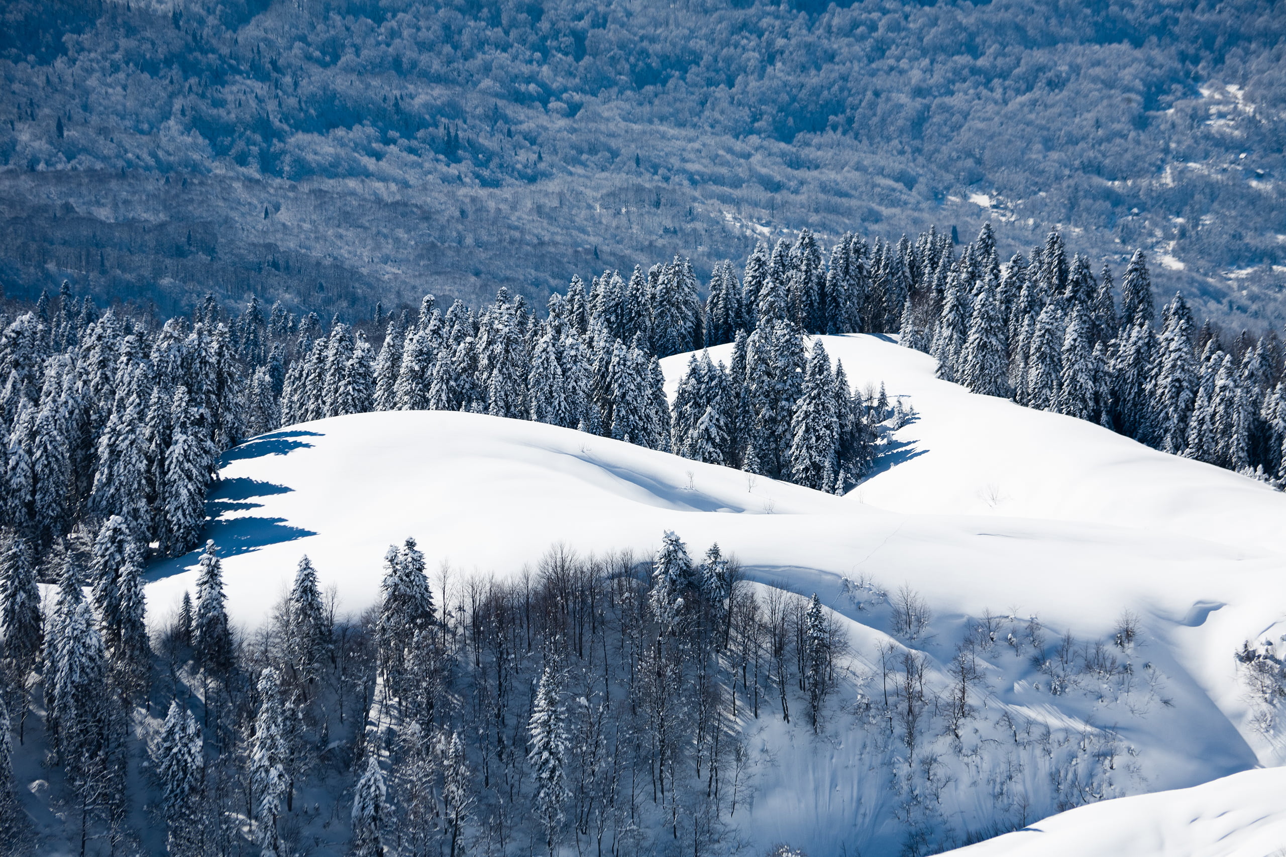 fir Tree, frost, trees, woodland, tranquility, white color, mountain, pine Tree, Sochi, european Alps, Russia, Krasnodar, tree, edge, sky, cold temperature, HD Wallpaper