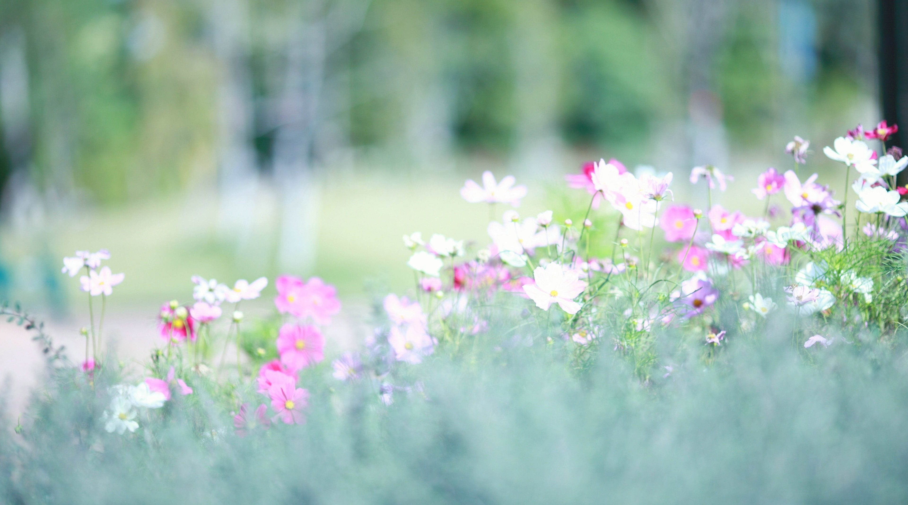 tranquility, plant, day, grass, flower, vulnerability, springtime, flowerbed, ornamental garden, selective focus, no people, outdoors, green color, freshness, HD Wallpaper