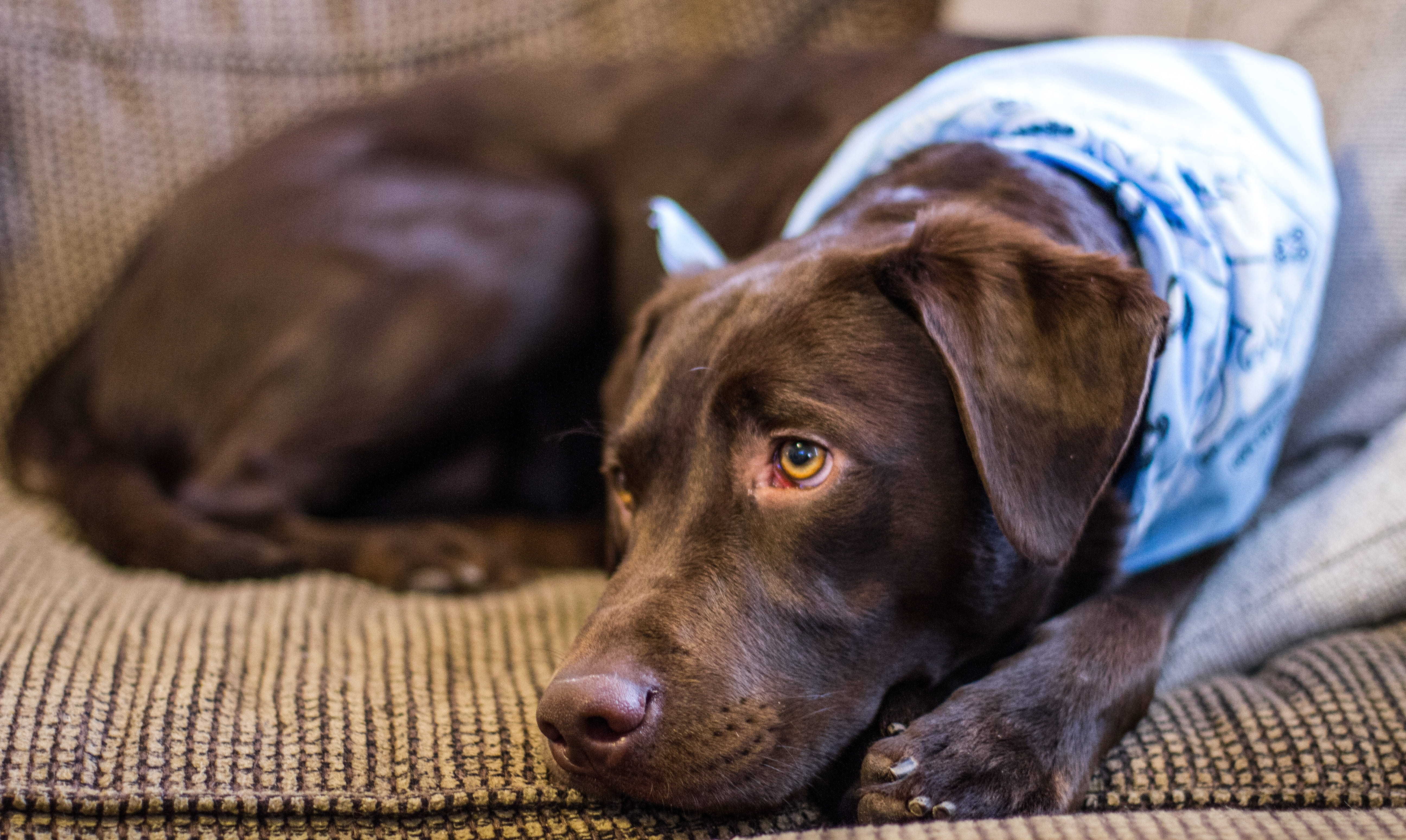 vertebrate, domestic, canine, lying down, domestic animals, labrador, pup, breed, cute dog, no people, small, animal themes, chocolate, one animal, resting, HD Wallpaper