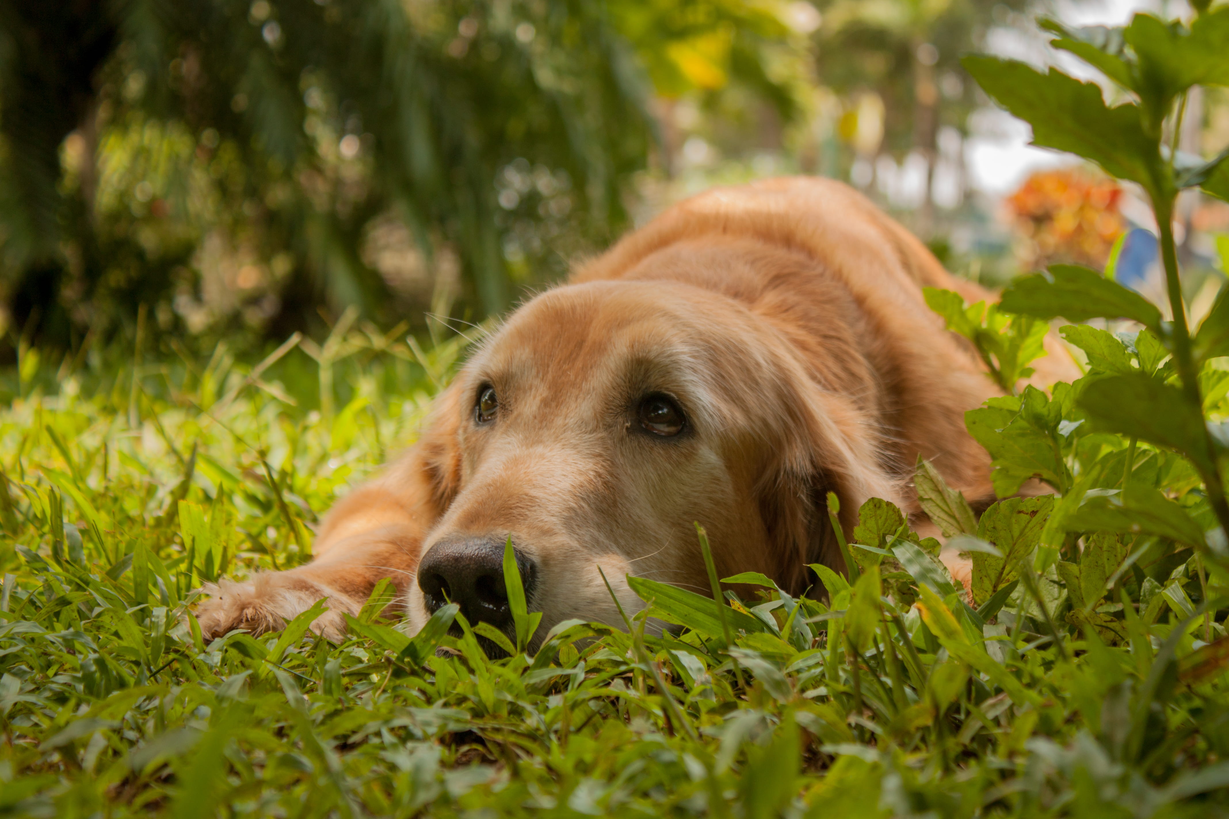 sphere, domestic animals, grass, nature, selective focus, canine, outdoors, can, animal head, plant, pet, pets, relaxation, land, one animal, coated, dog, HD Wallpaper