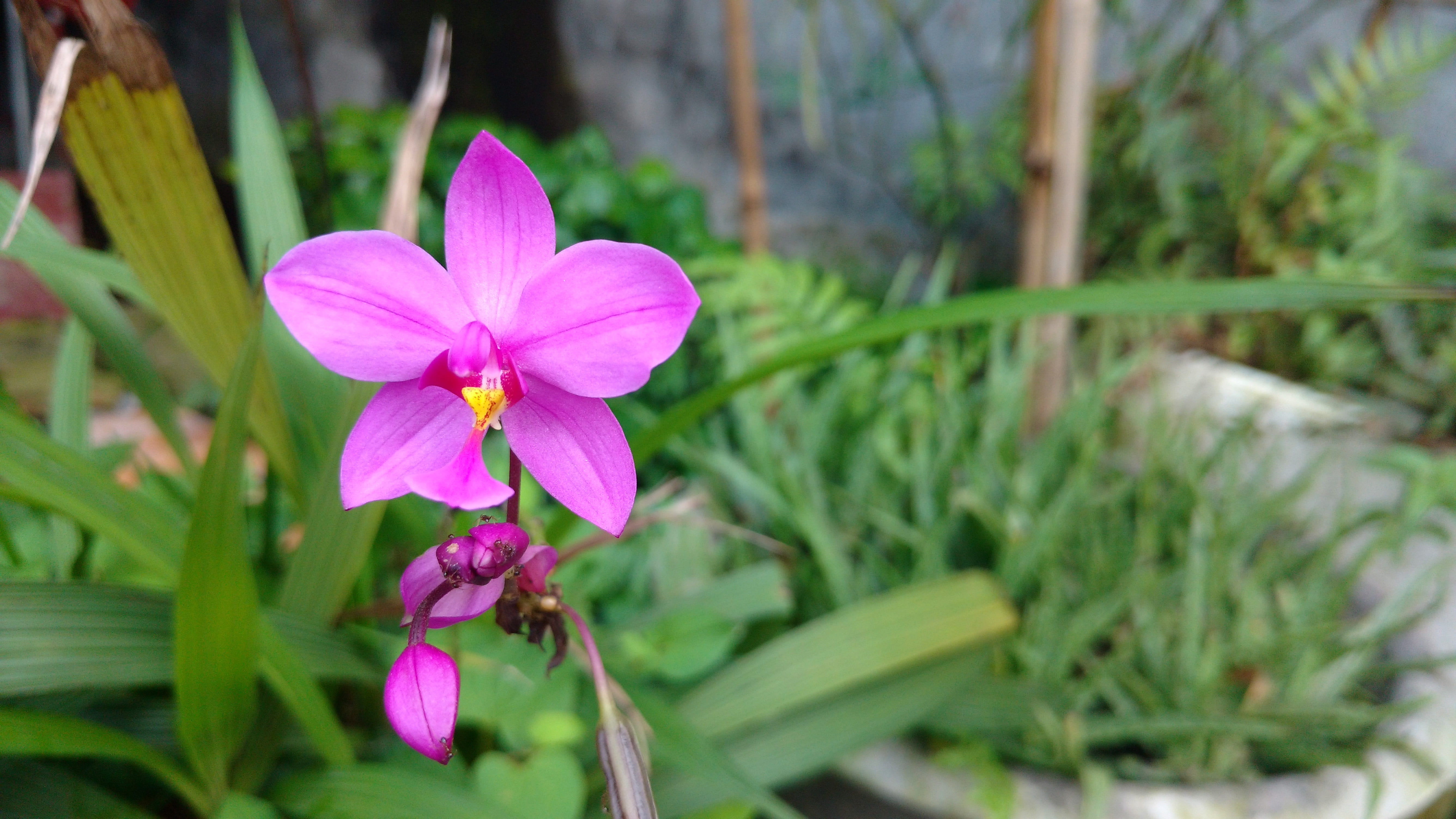 leaf, fragility, vietnamese, 5K, outdoors, plant, flower head, beauty in nature, nature, purple, springtime, pollen, flowering plant, day, growth, close-up, HD Wallpaper