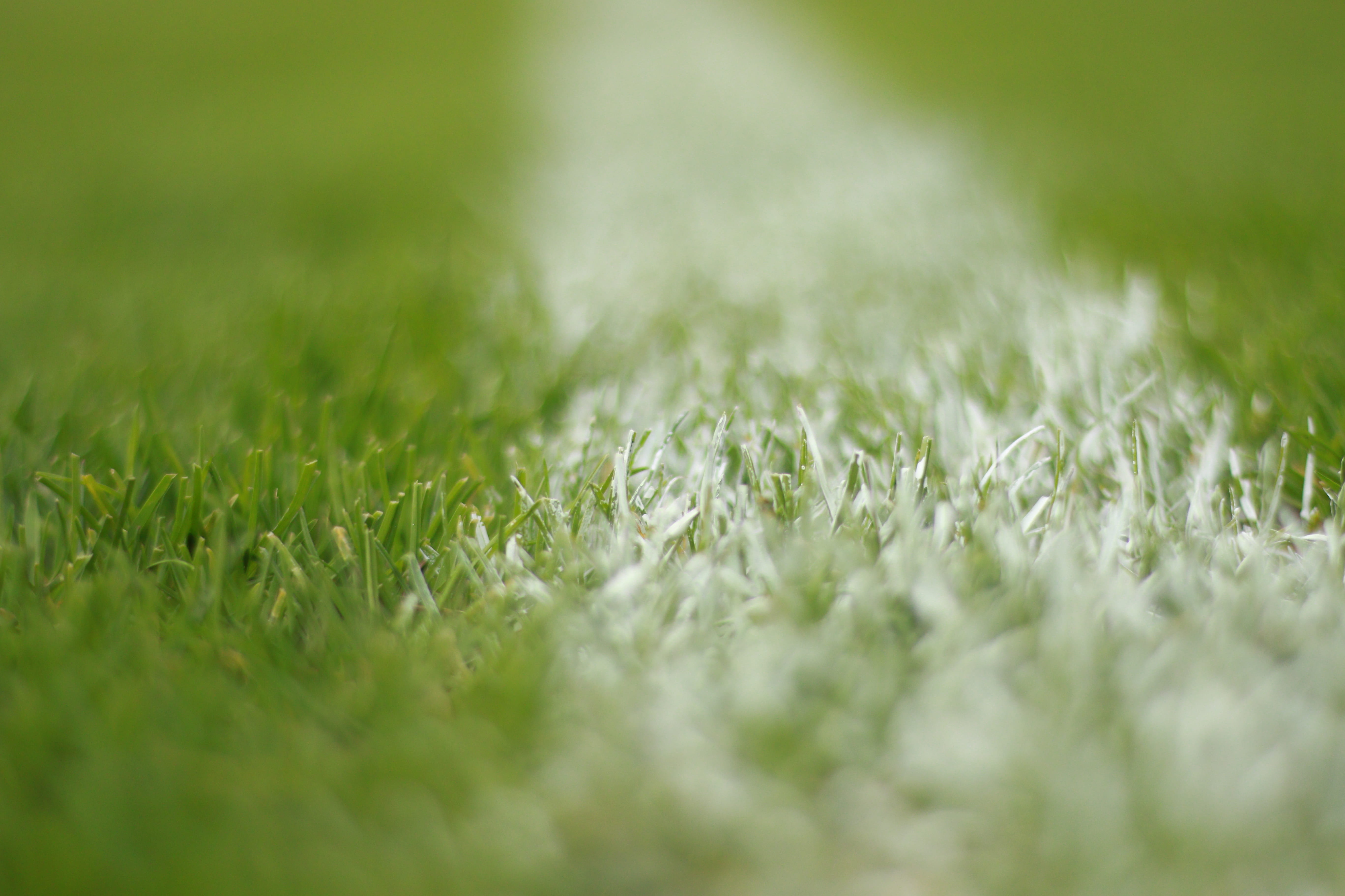 full frame, food and drink, close-up, outdoors, land, 5K, no people, white, macro, surface level, sport, sports, day, tranquility, field, teamsport, beauty in nature, HD Wallpaper