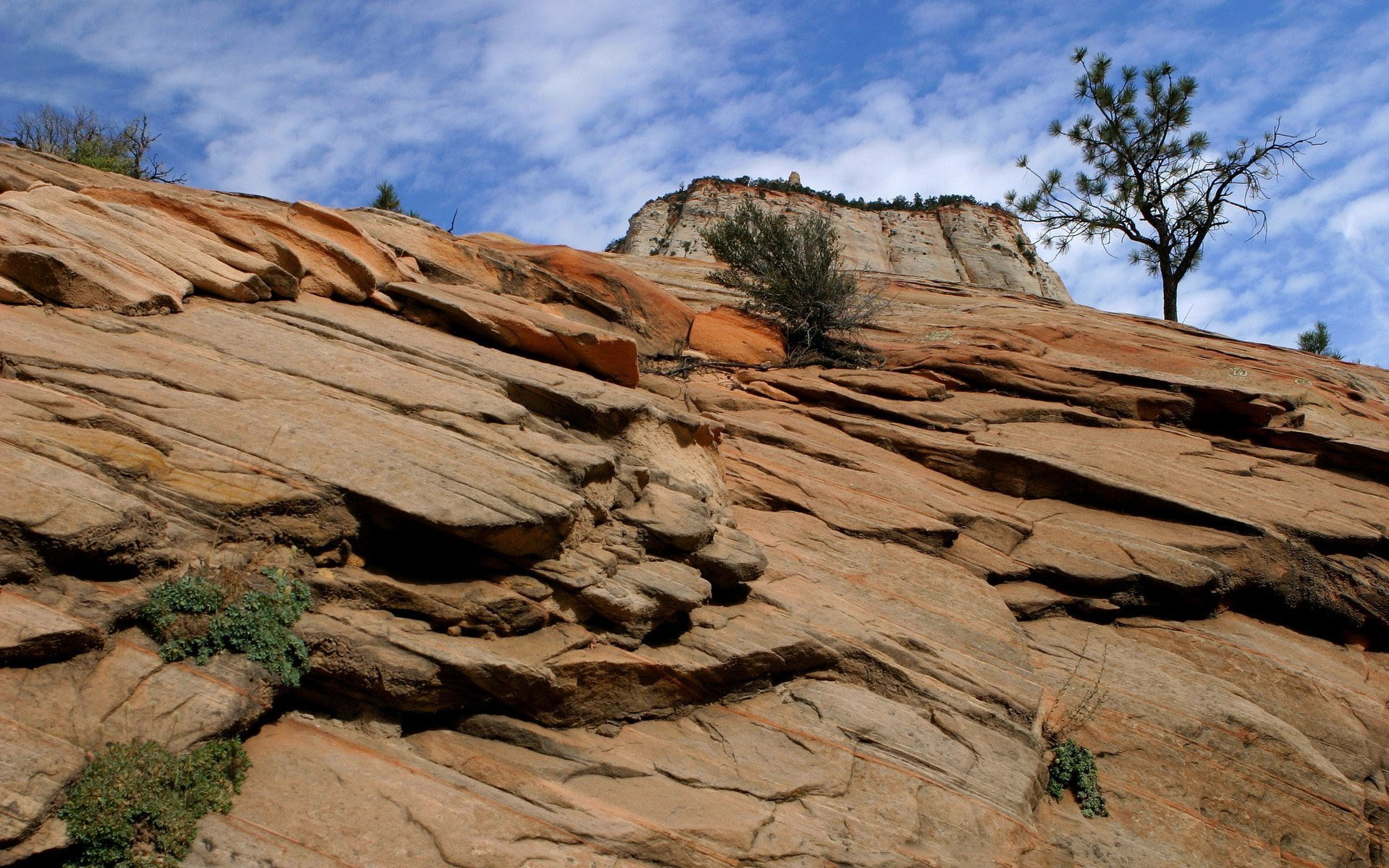 tree, plant, low angle view, download hd images of nature for pc 1920x1200, outdoors, non-urban scene, textured, rock - object, physical geography, climate, HD Wallpaper