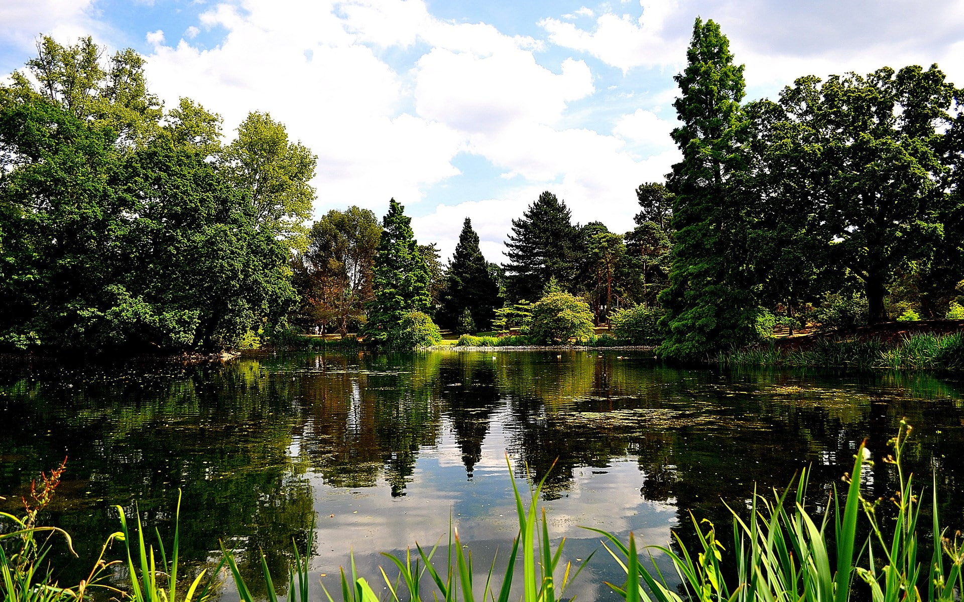 scenics - nature, tree, 1080P, lake, cloud - sky, plant, sky, outdoors, green color, water, download hd images of nature for pc 1920x1200, growth, tranquility, HD Wallpaper