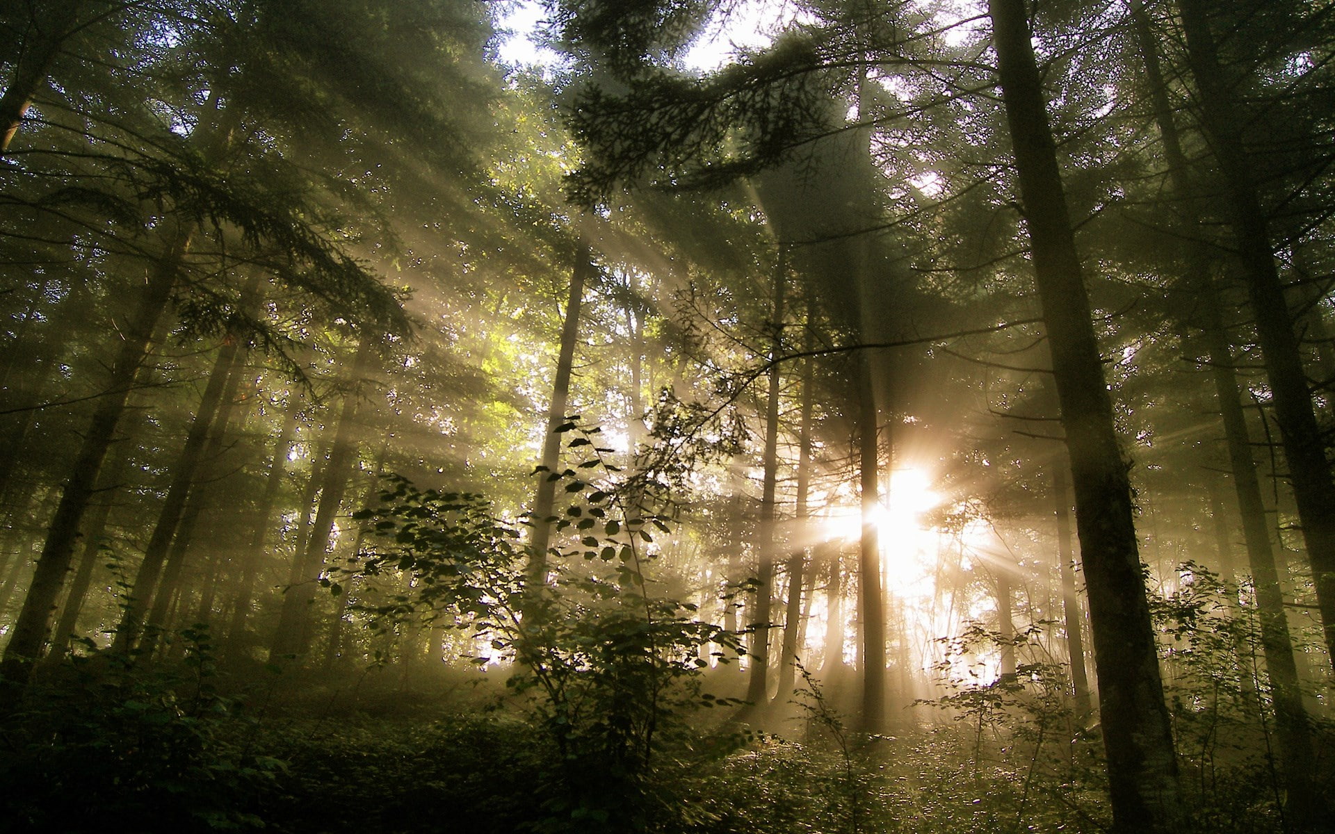sunbeam, nature, forest, tree trunk, tranquility, pc hd nature image 1920x1200, bright, scenics - nature, sunlight, woodland, day, tranquil scene, outdoors, HD Wallpaper