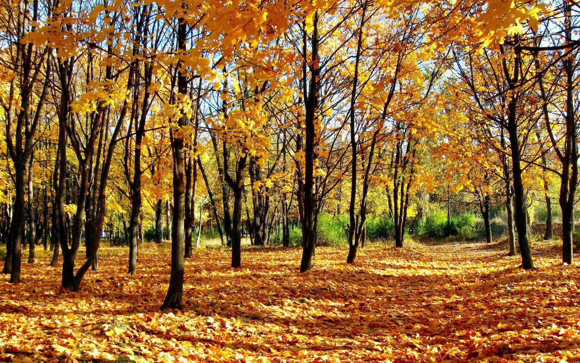 pc hd nature image 1920x1200, 1080P, HD Wallpaper