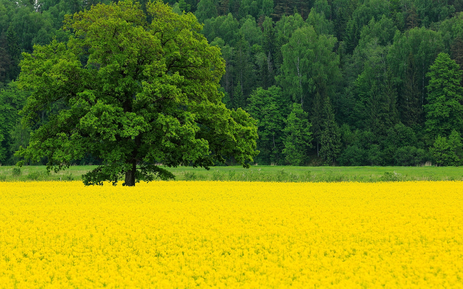1080P, plant, day, pine woodland, flowerbed, beauty in nature, abundance, coniferous tree, springtime, flowering plant, tranquility, pc hd nature image 1920x1200, HD Wallpaper