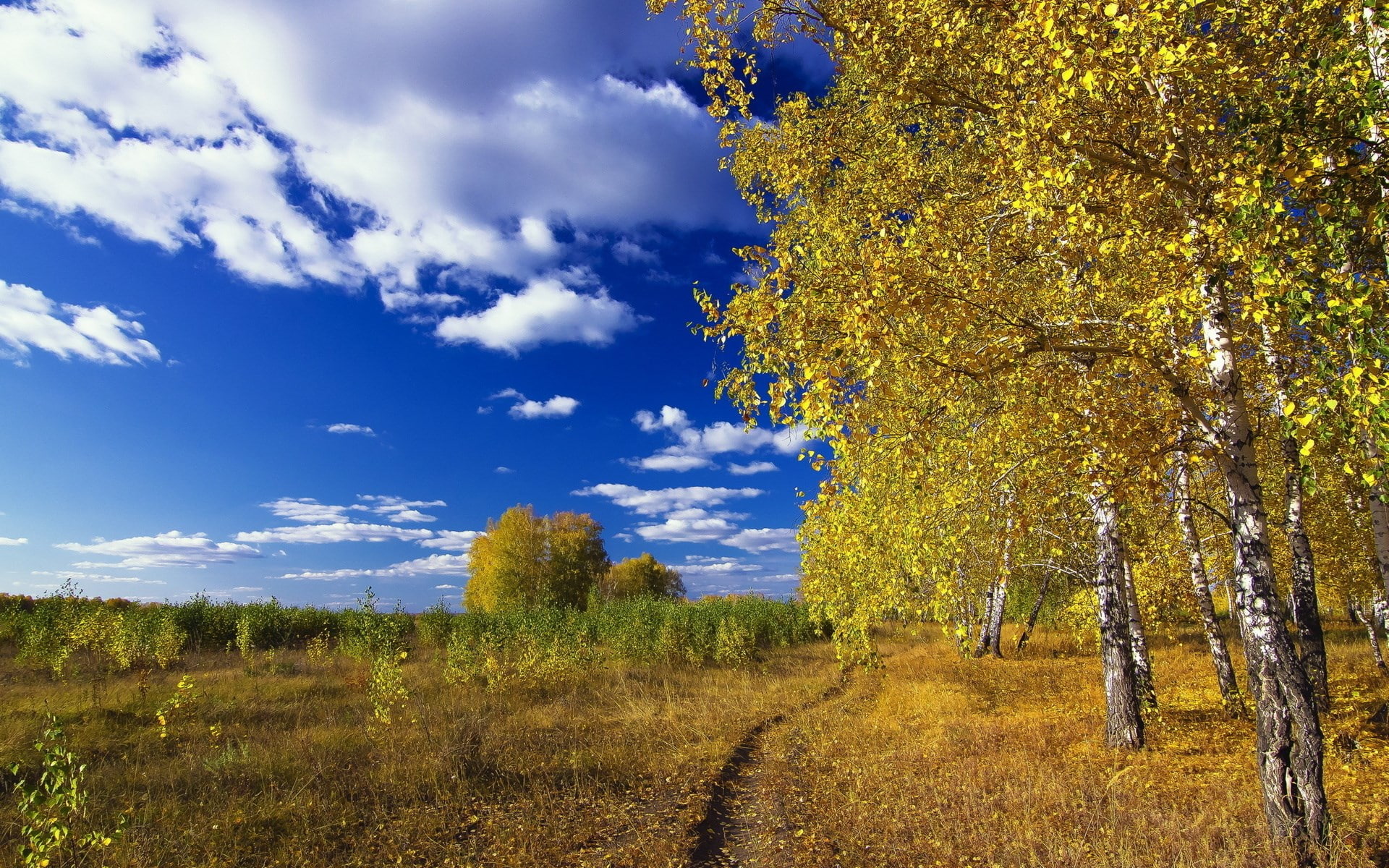 landscape, outdoors, growth, pine tree, tranquil scene, grass, field, pc hd nature image 1920x1200, sky, no people, tranquility, cloud - sky, rural scene, HD Wallpaper