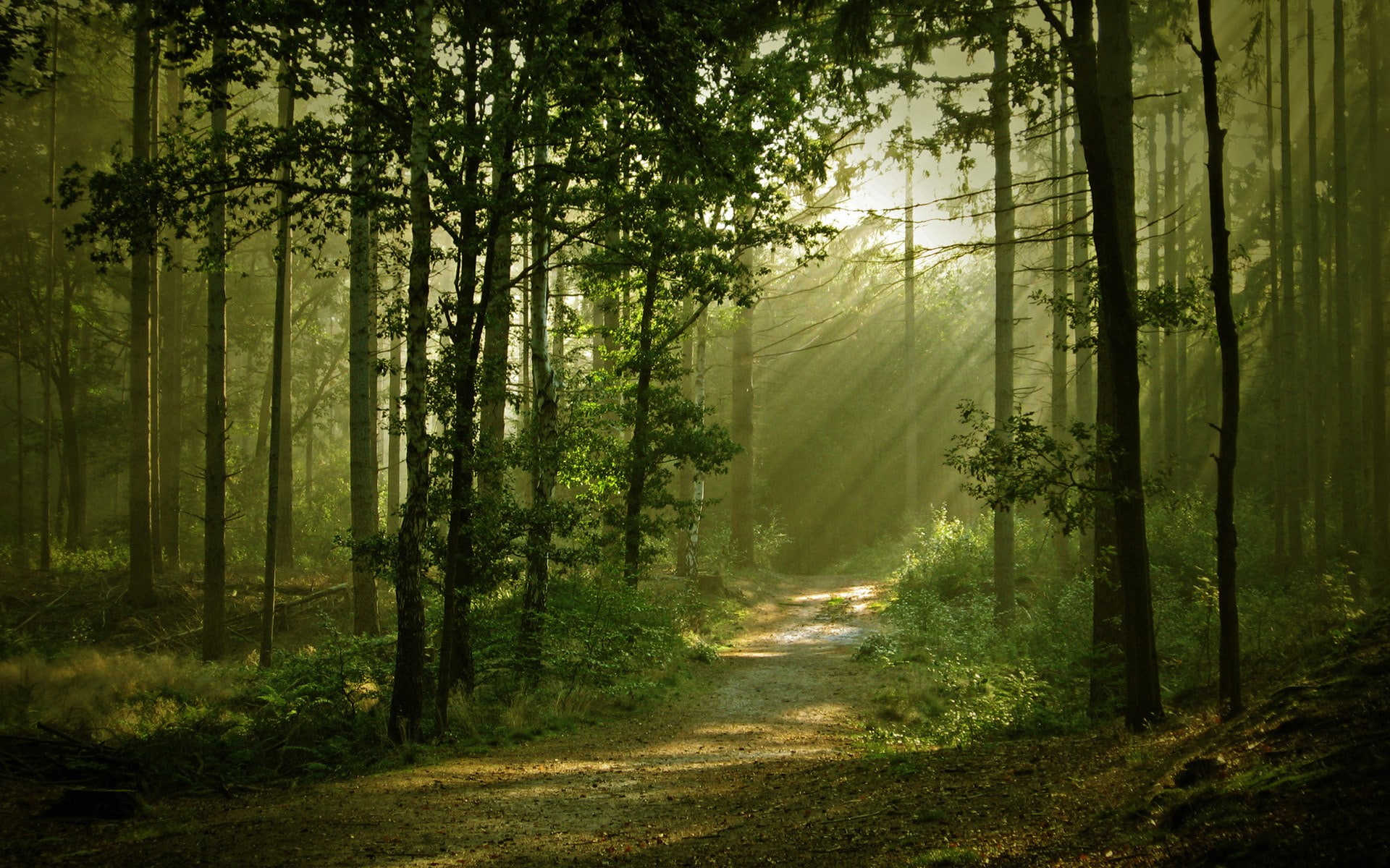 download hd images of nature for pc 1920x1200, 1080P, HD Wallpaper