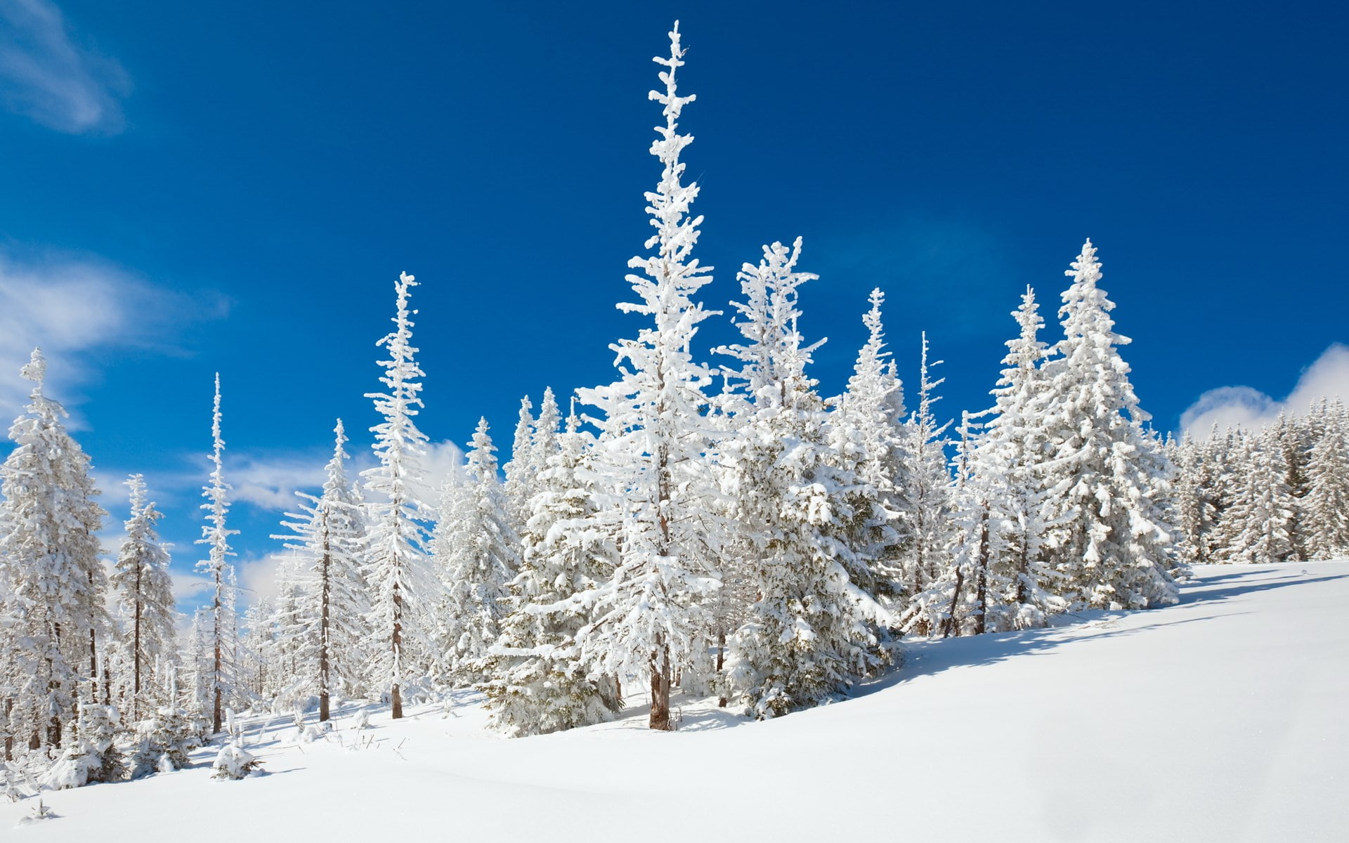 1080P, download hd images of nature for pc 1920x1200, HD Wallpaper