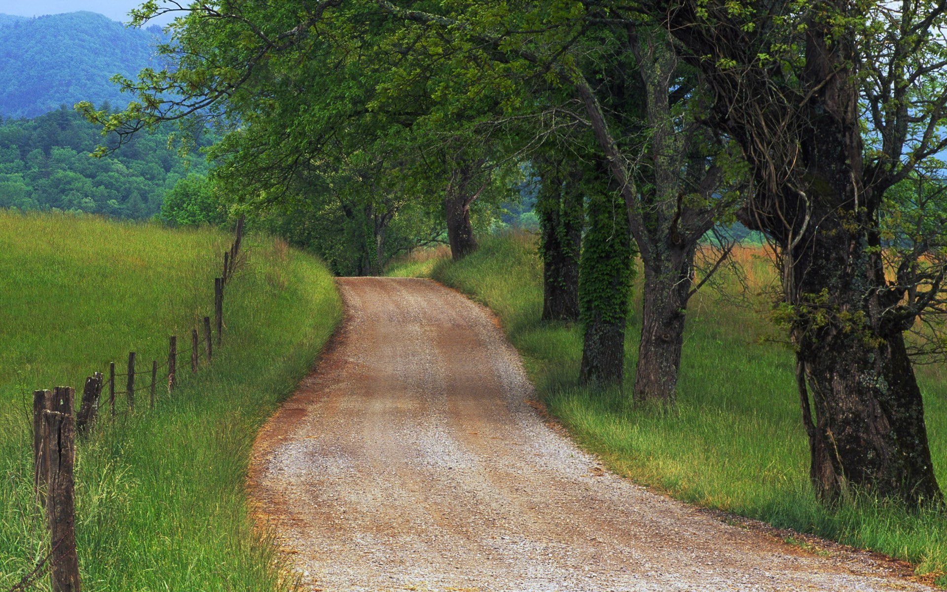 growth, long, grass, transportation, treelined, footpath, nature, land, cool background photos nature scenes 1920x1200, green color, non-urban scene, no people, HD Wallpaper