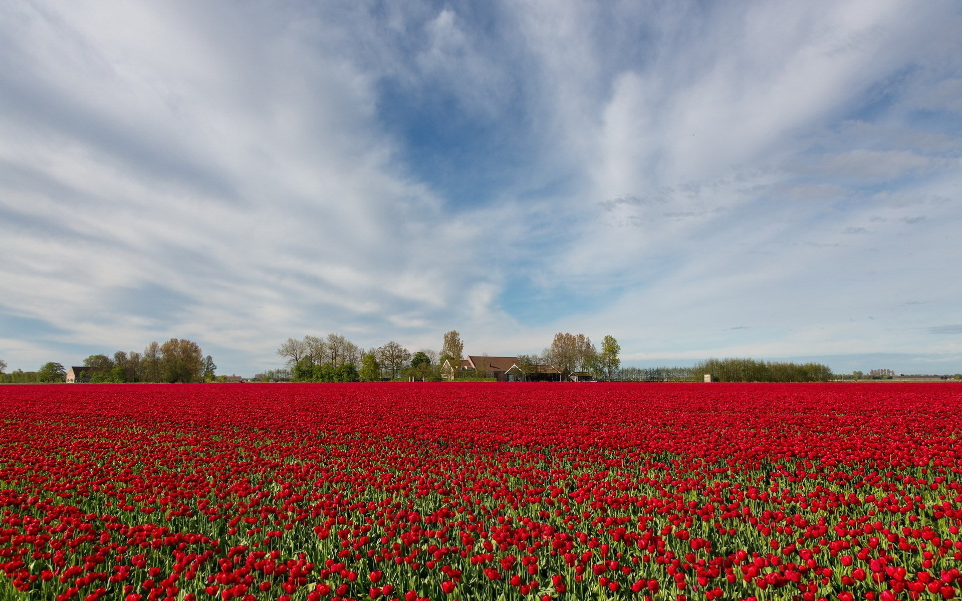 day, flowering plant, land, growth, flower, tranquil scene, nature, landscape, flowerbed, 1080P, scenics - nature, sky, red, field, rural scene, tranquility, HD Wallpaper