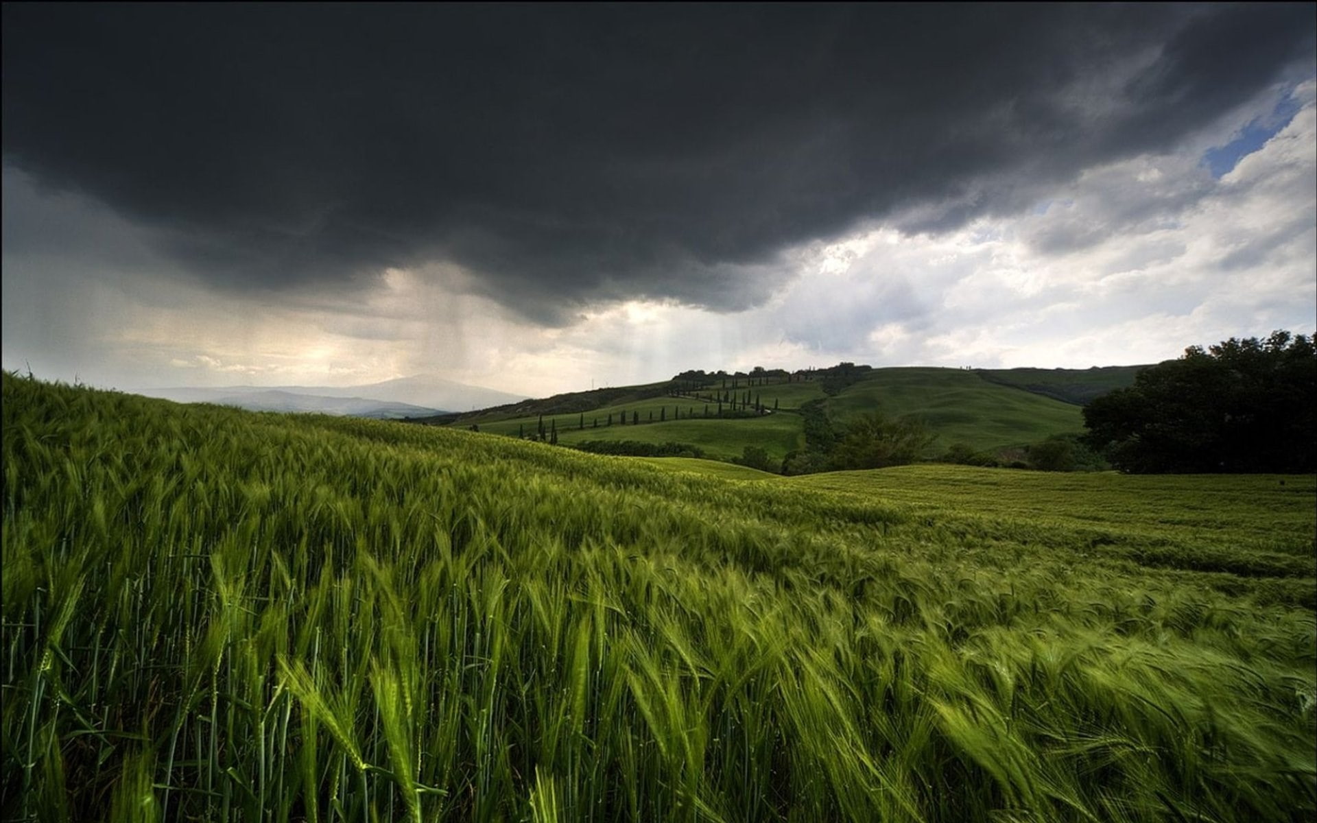 rural scene, outdoors, no people, beauty in nature, growth, scenics - nature, 1080P, sky, grass, crop, land, nature, agriculture, green color, tranquil scene, HD Wallpaper