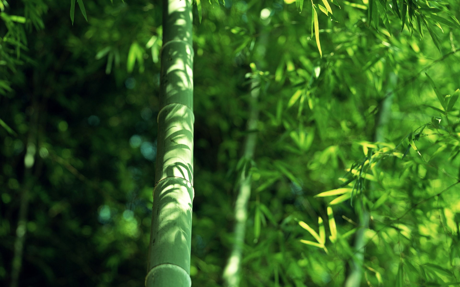 cool background photos nature scenes 1920x1200, no people, bamboo - plant, 1080P, lush foliage, forest, close-up, tranquility, leaf, land, green color, HD Wallpaper