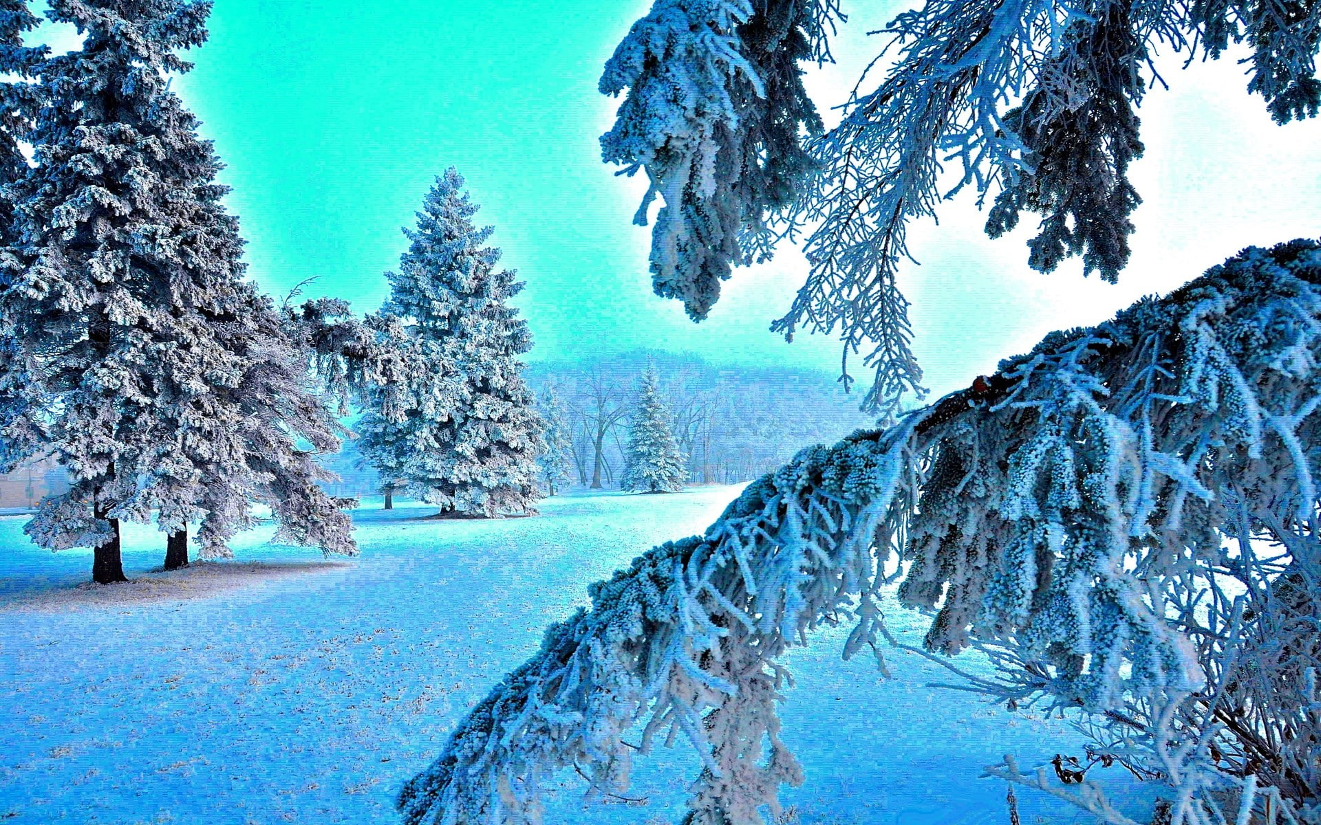 1080P, tranquil scene, landscape, outdoors, growth, frozen, snowcapped mountain, blue, nature pictures for pc 1920x1200, non-urban scene, beauty in nature, HD Wallpaper