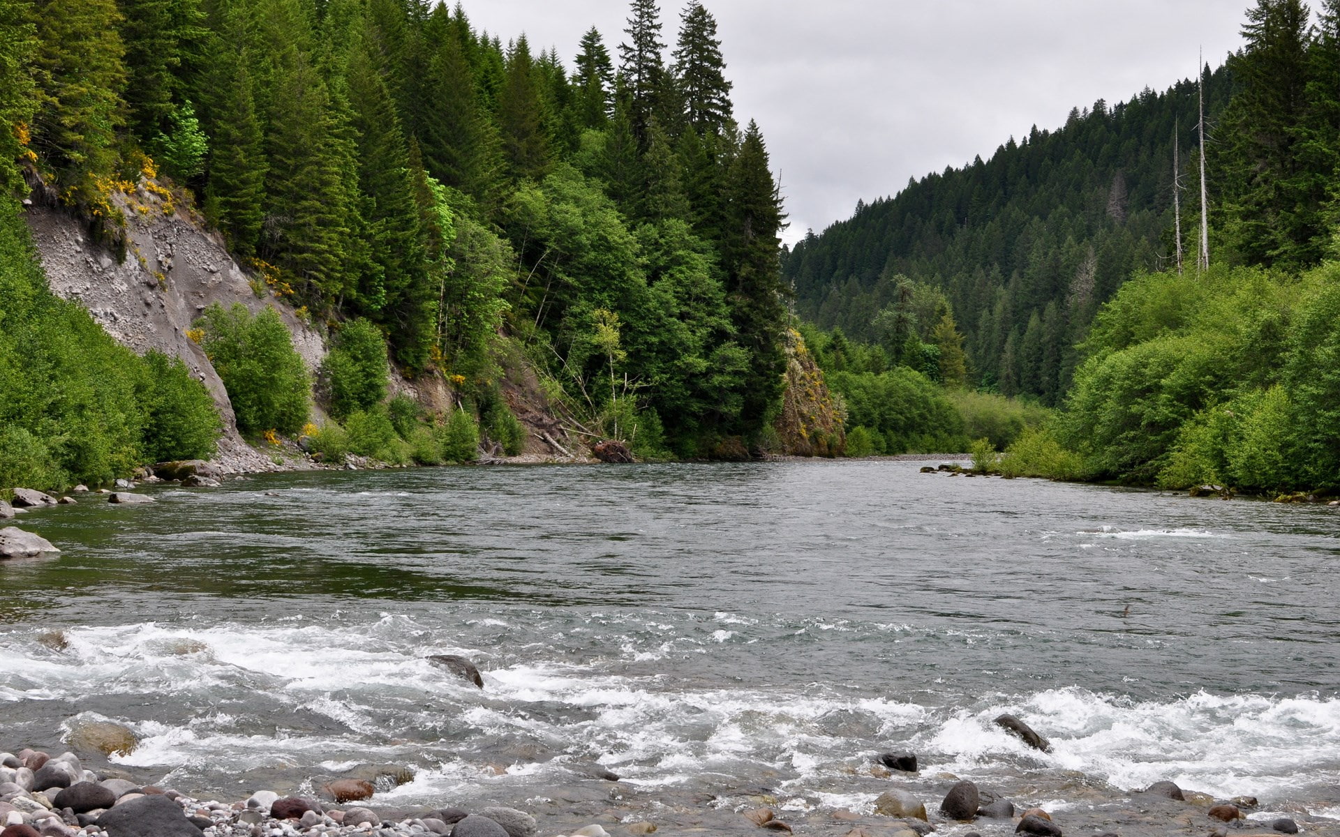 growth, scenics - nature, plant, outdoors, river, day, idyllic, non-urban scene, flowing water, 1080P, no people, water, tranquility, tranquil scene, nature, HD Wallpaper