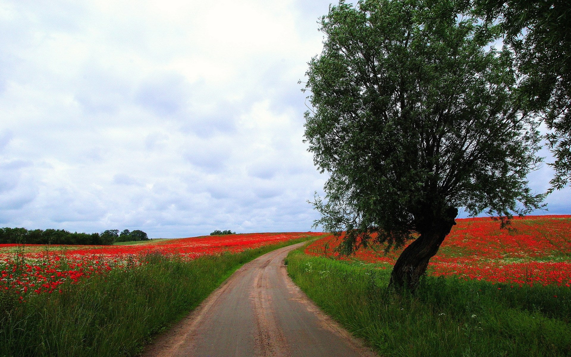 transportation, tranquility, long, nature hd picture for pc 1920x1200, direction, nature, sky, plant, tree, land, tranquil scene, 1080P, road, scenics - nature, HD Wallpaper
