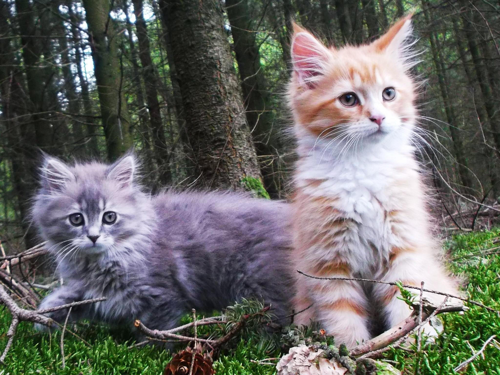 1080P, ronno, forest, carisma, mainecoon, kiara, cats, HD Wallpaper