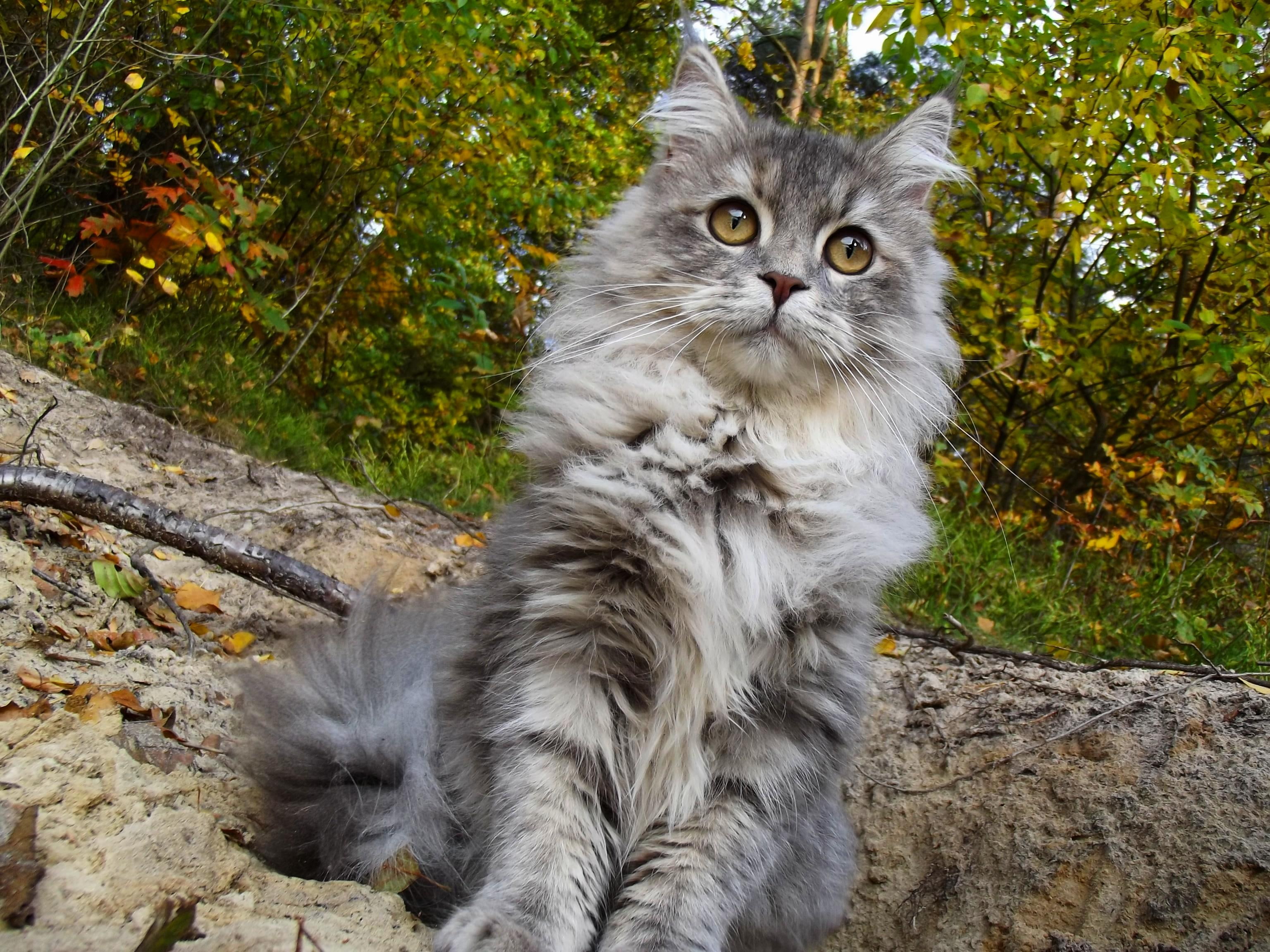 cat, lovely, 2K, cats, carisma, kiara, forest, HD Wallpaper
