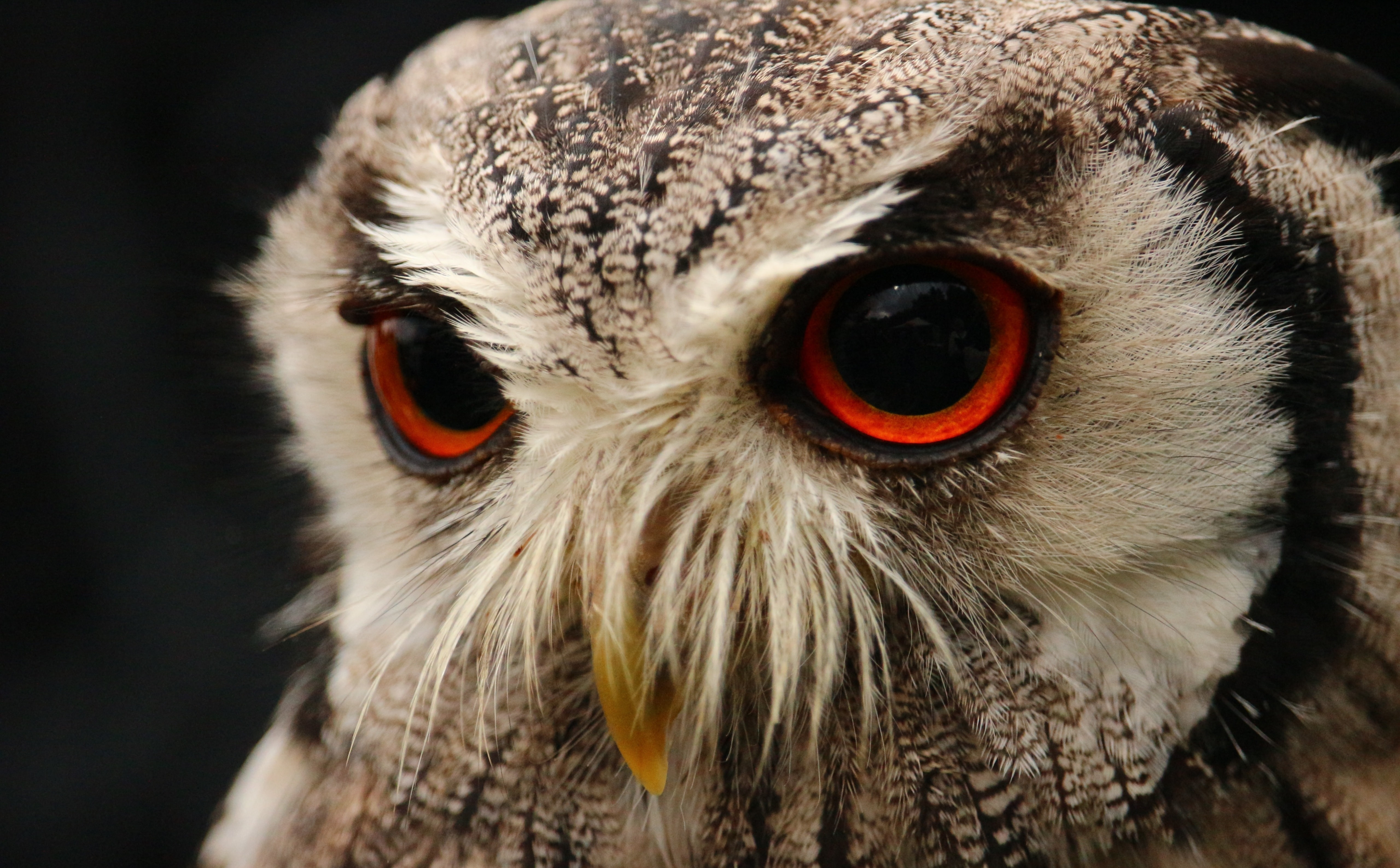 aggression, animal wildlife, bird of prey, Raptor, 5K, hd, birdofprey, eye, beak, animal eye, vertebrate, animals in the wild, focus on foreground, animal themes, HD Wallpaper