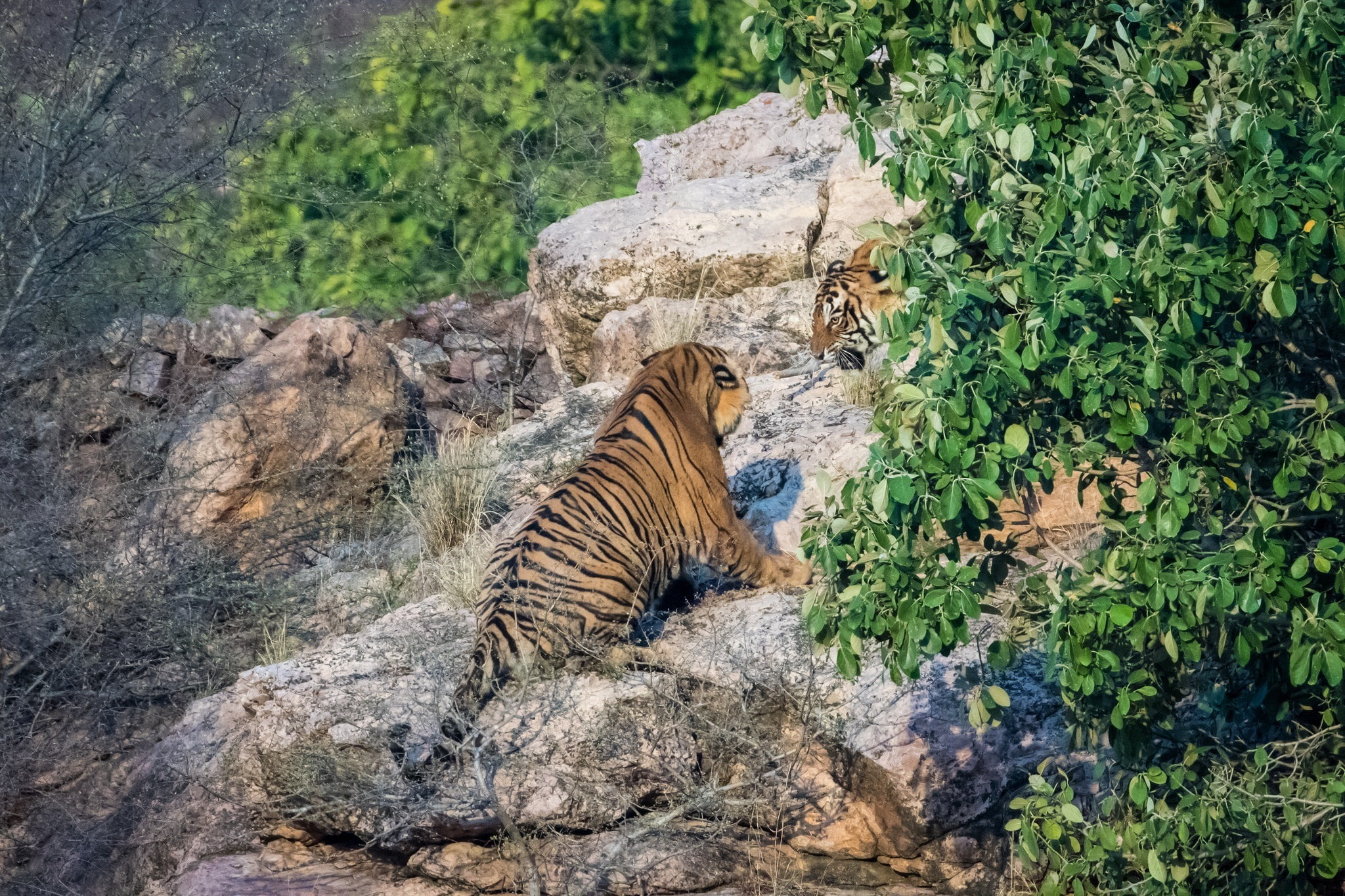 foliage, fight, the battle, aggression, Ranthambore national Park, strips, pair, the threat, face, Bengal tigers, rocks, anger, 1080P, roar, grin, Ranthambhore National Park, HD Wallpaper