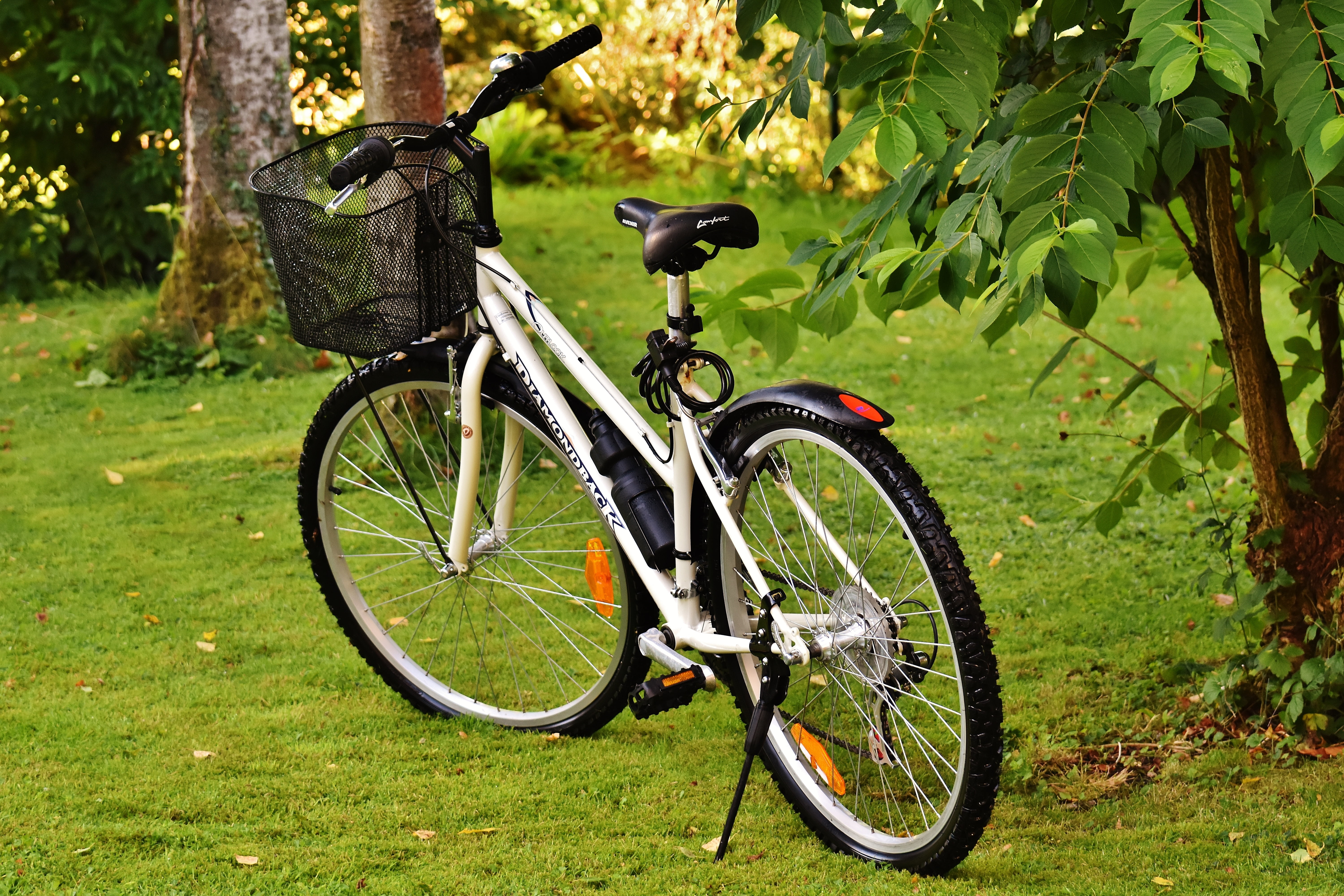 land vehicle, day, outdoors, tree, two wheeled vehicle, bicycle, growth, green color, environment, bike ride, plant, land, nature, sunlight, bicycle tour, HD Wallpaper