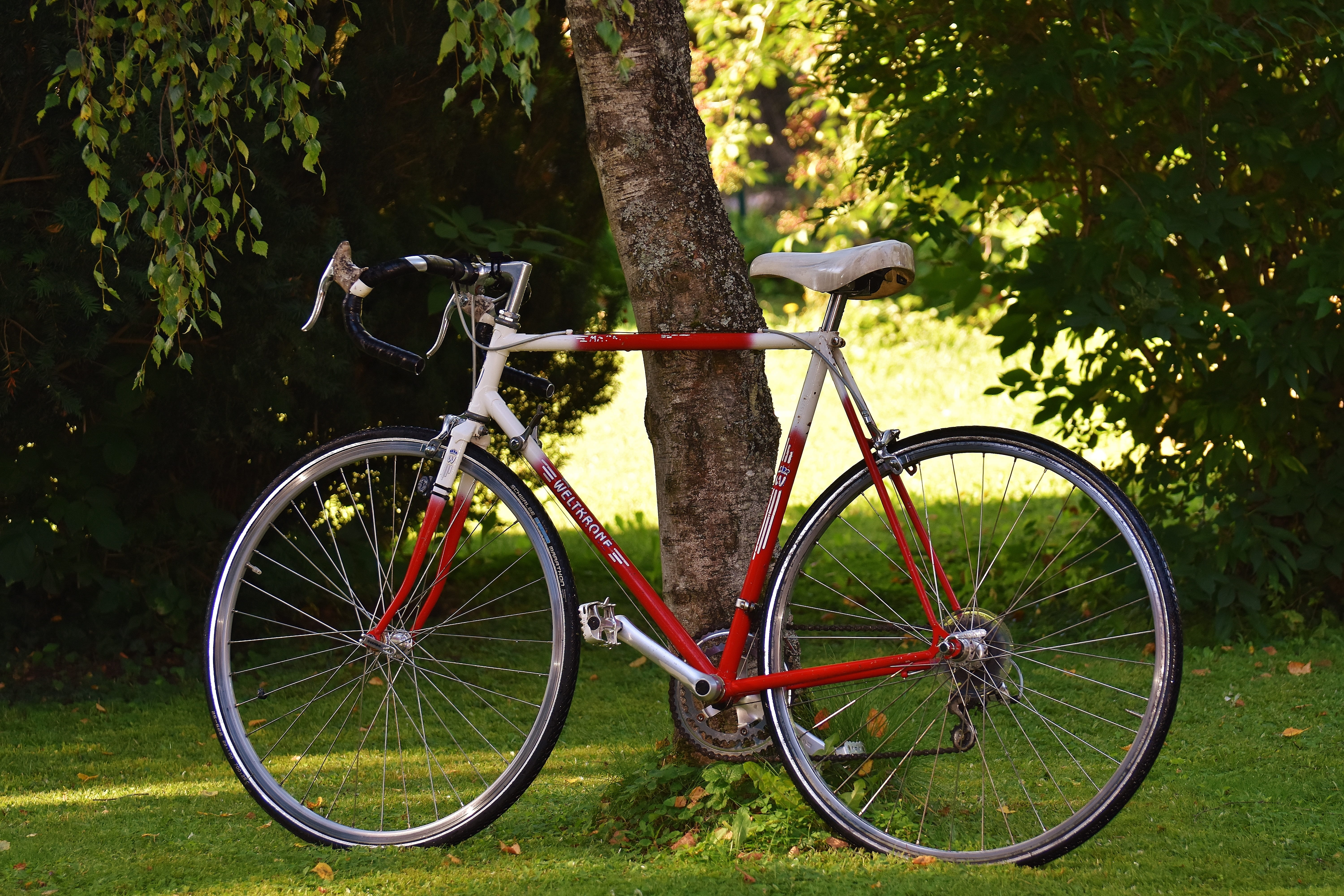 growth, day, leisure, sport, tree trunk, outdoors, green color, grass, bike ride, park, tree, environment, bicycle tour, no people, wheel, nature, bicycle, HD Wallpaper