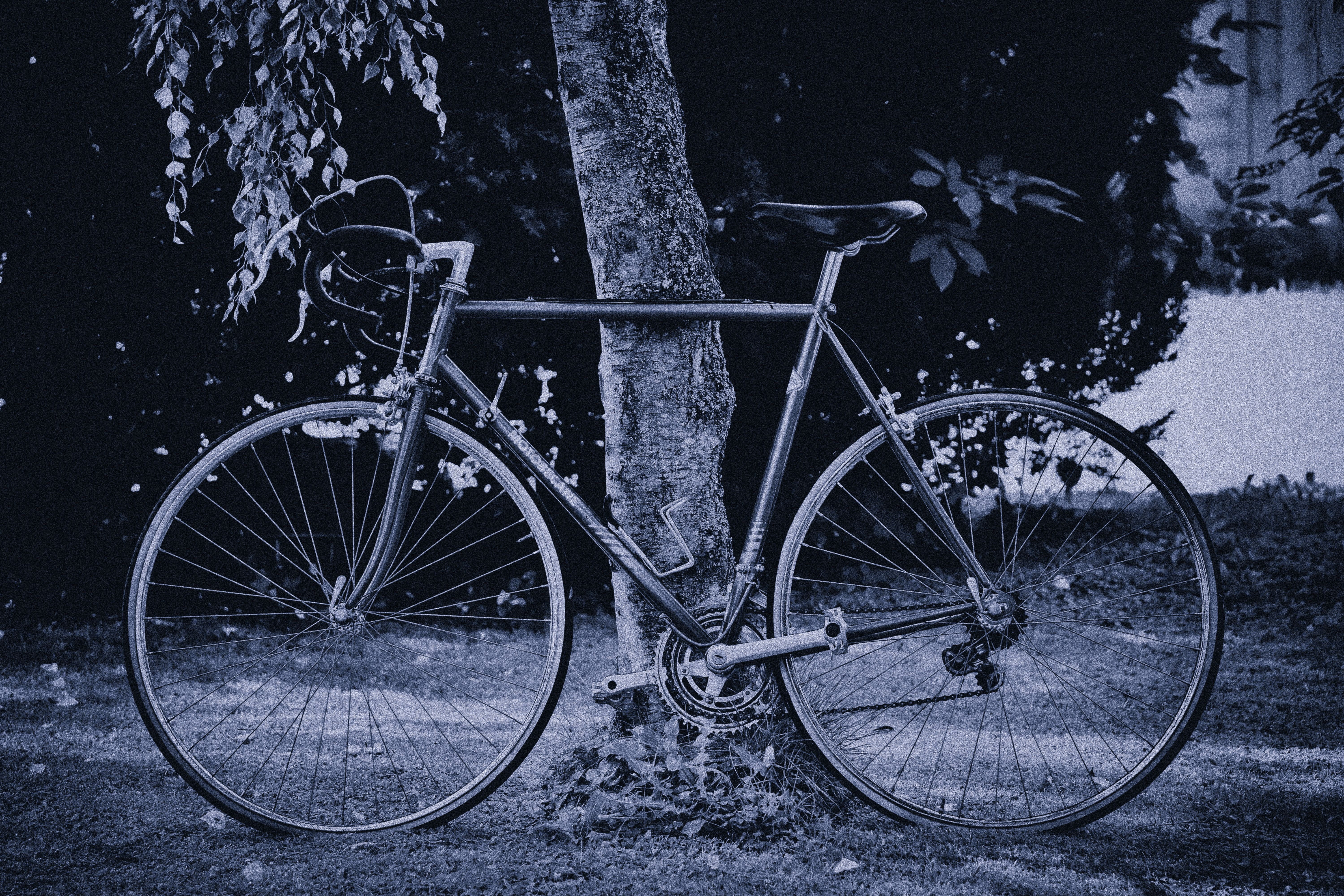 tree, cycle, transportation, mode of transportation, leisure, bicycle, stationary, wheels, parking, architecture, cycling, growth, land vehicle, bike ride, HD Wallpaper