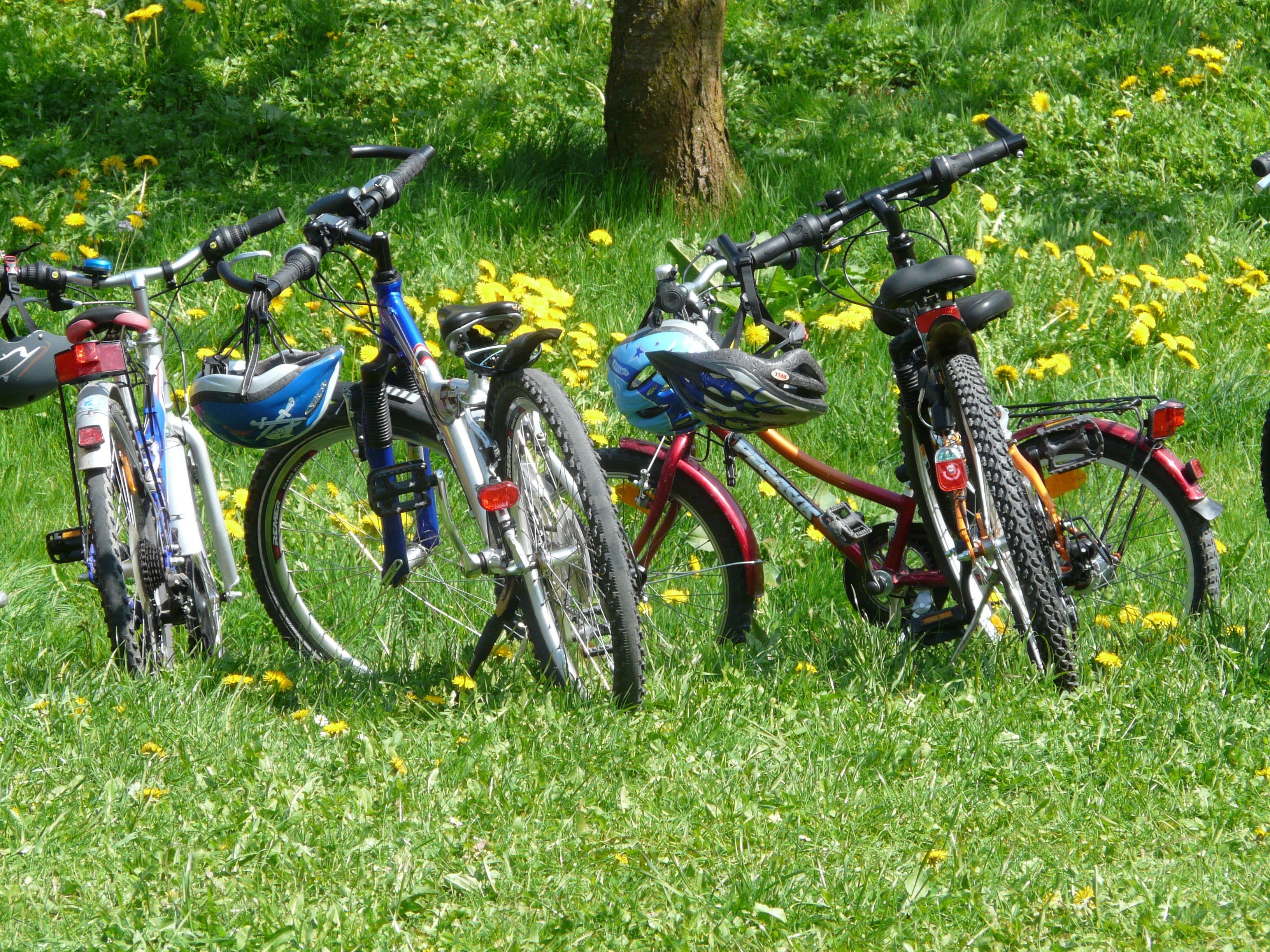 trunk, sunlight, tail, spring, green color, day, mountain bike, field, land, four, daytime, family outing, hard, parked, transportation, grass, mode of transportation, HD Wallpaper