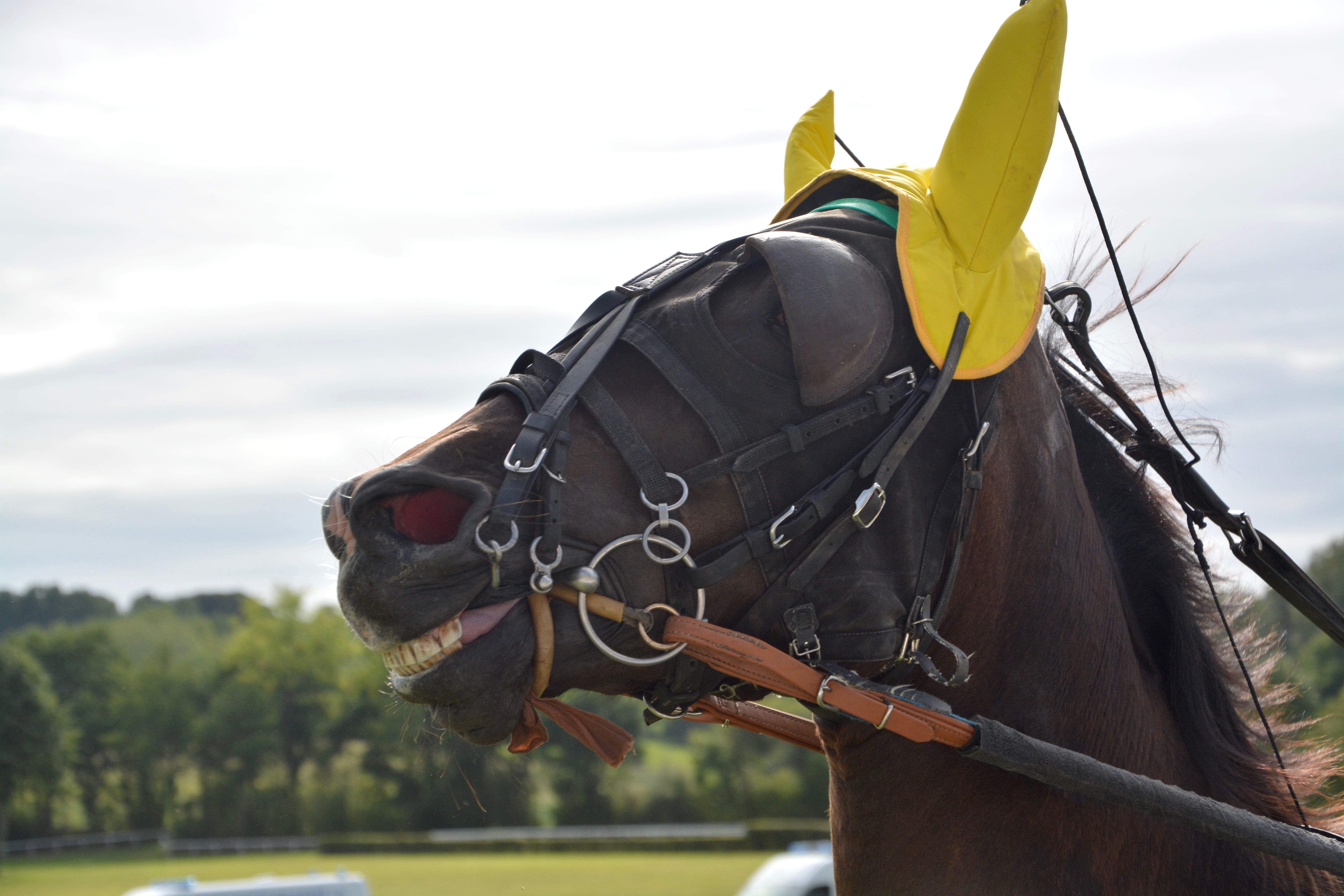 horse show, mammal, no people, animal, horseback riding, animal head, livestock, domestic, plant, more, net, bonnet yellow, animal themes, outdoors, horse, HD Wallpaper
