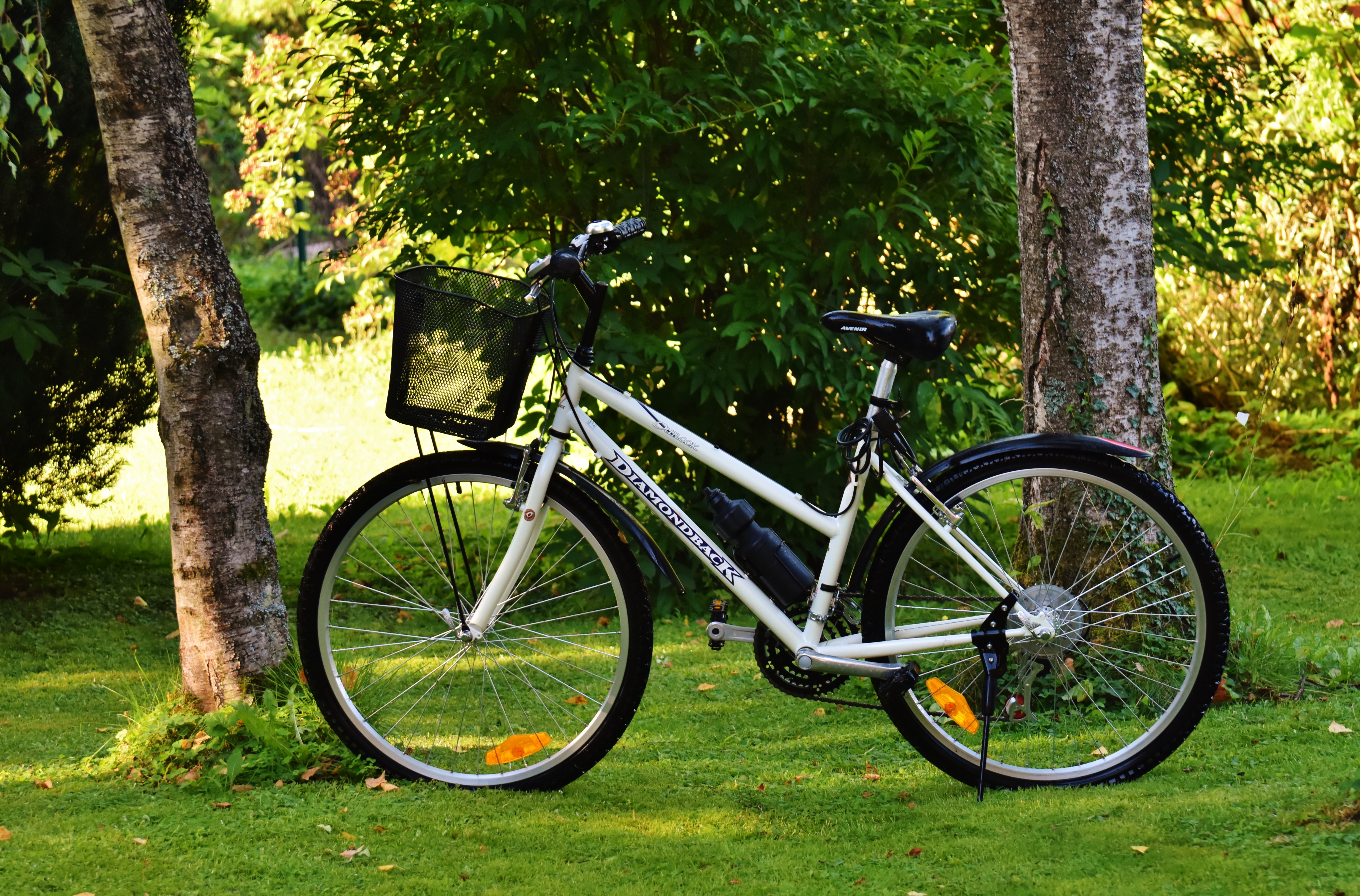 bicycle, environment, nature, land vehicle, trunk, more, tree, stationary, grass, two wheeled vehicle, bike, park, land, bike ride, healthy, growth, sport, HD Wallpaper